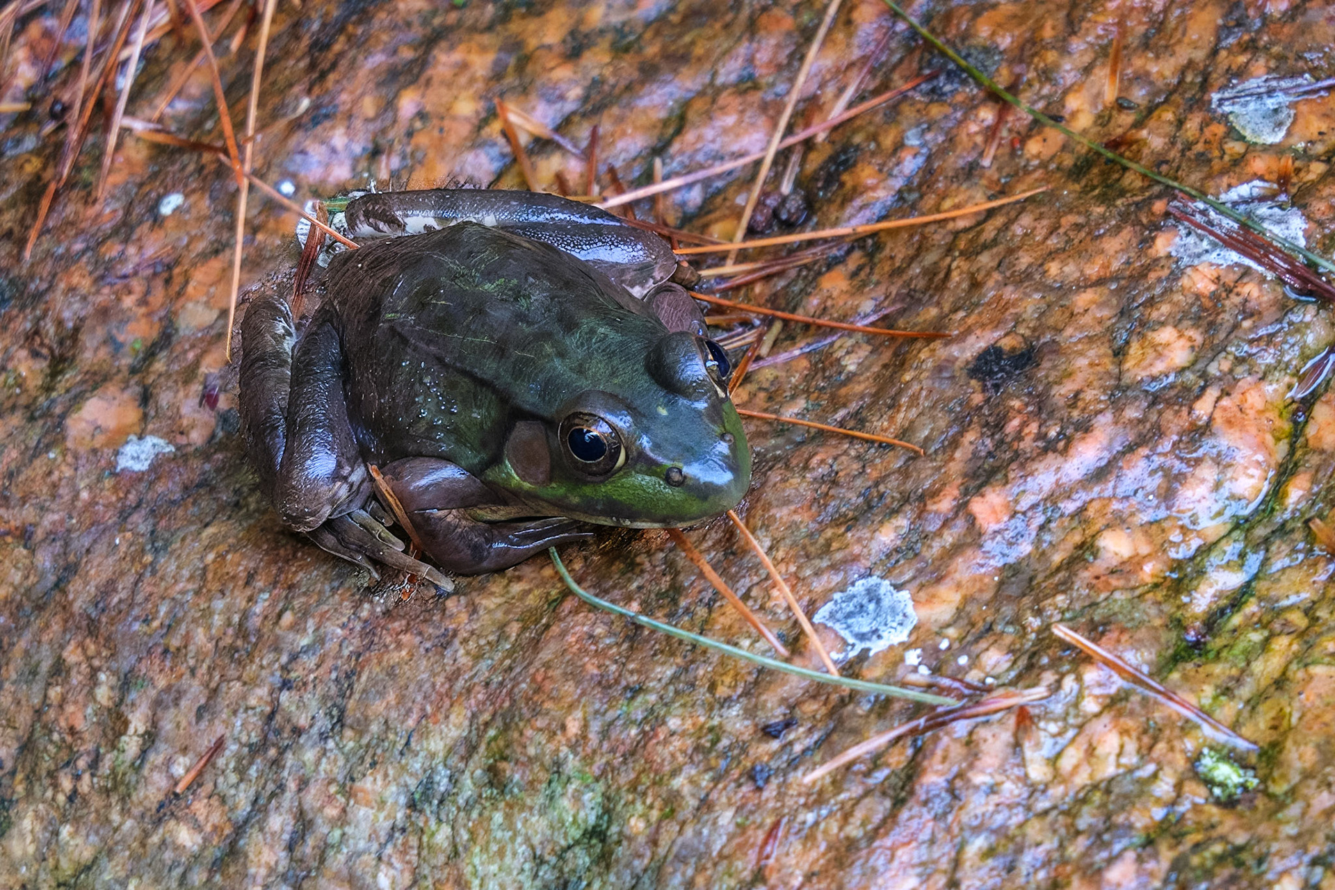 240906-506 Green Frog (Lithobates clamitans)