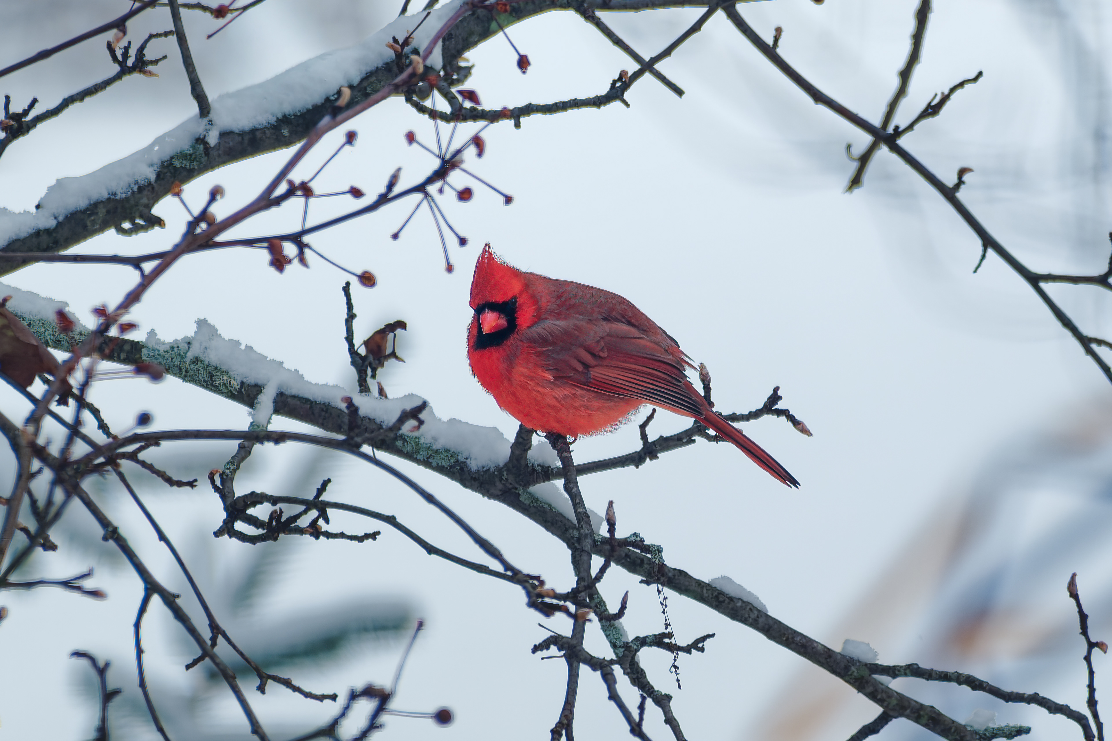 260101-401 Northern Cardinal (Cardinalis cardinalis)