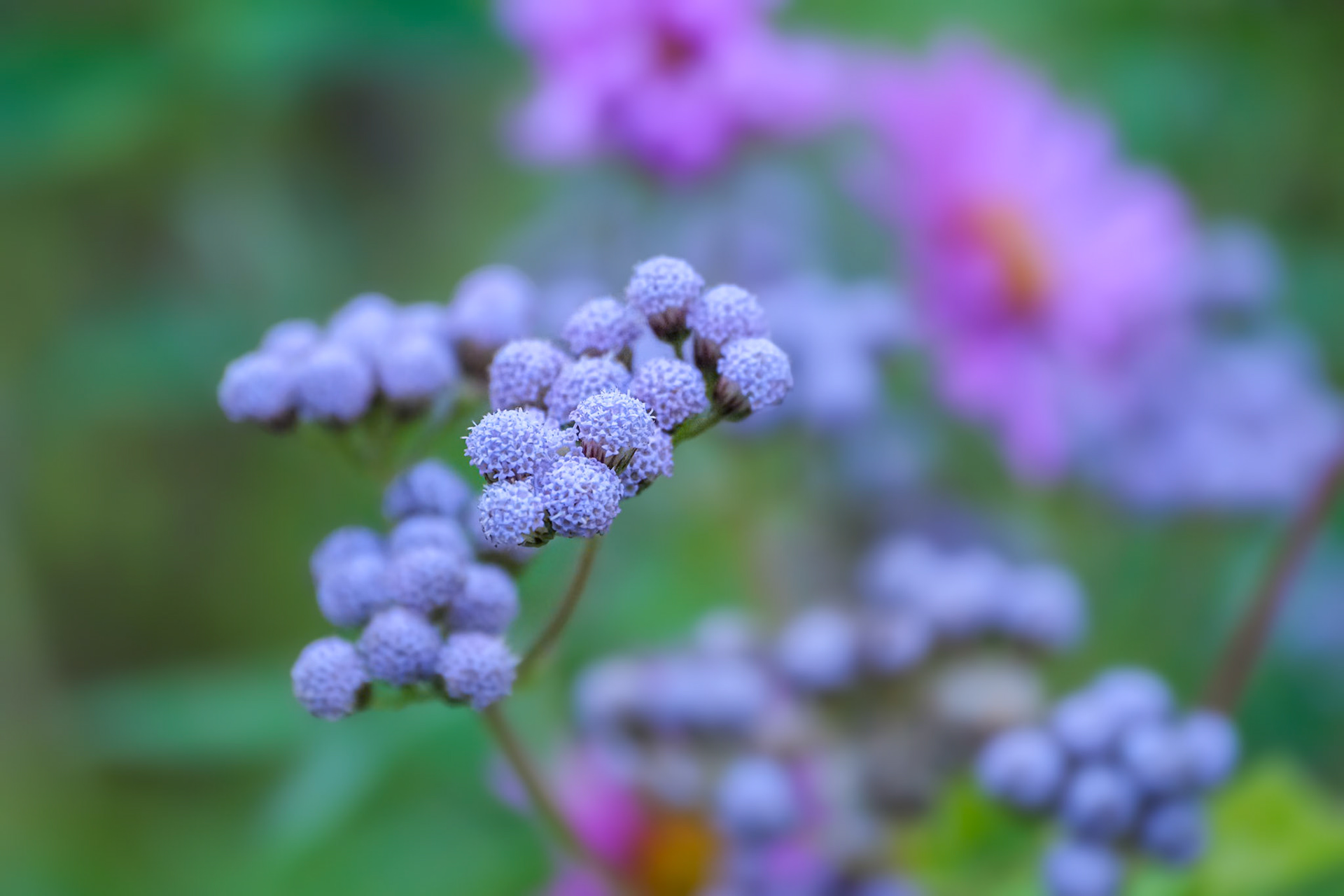 240924-951 Blue Mistflower (Conoclinium coelestinum)
