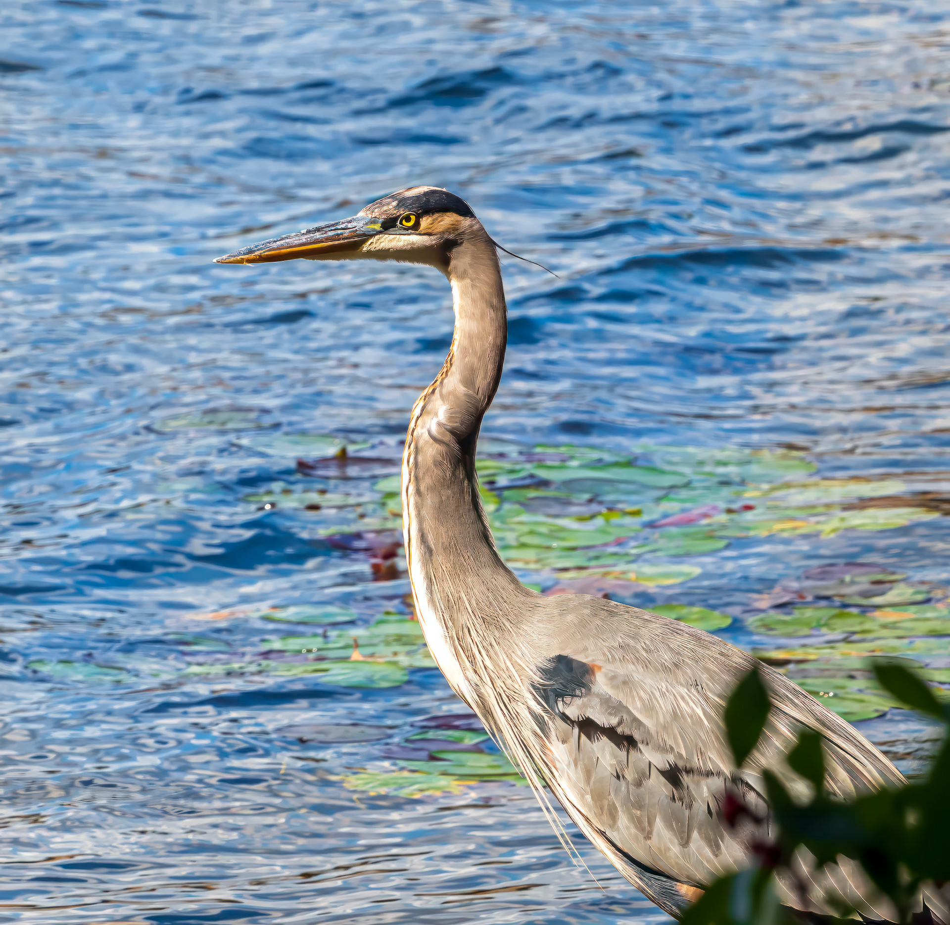 20A01028 Great Blue in the Sun