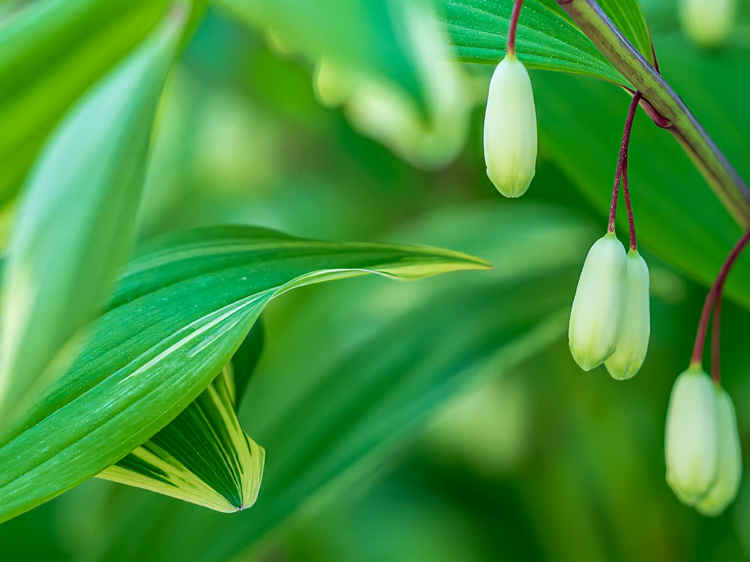 21515039 Solomon's Seal 3