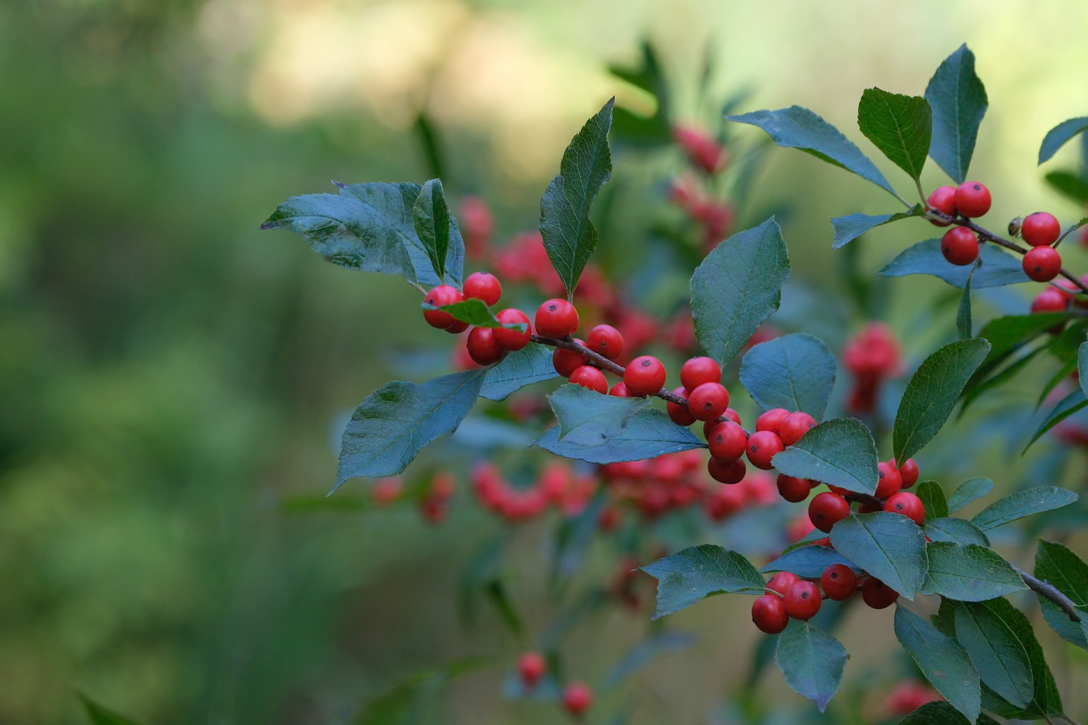 240924-934 Winterberry Holly (Ilex verticillata)
