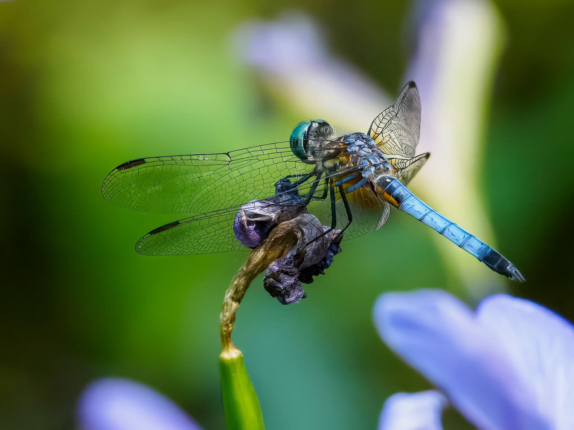 24610-114 Dragonfly