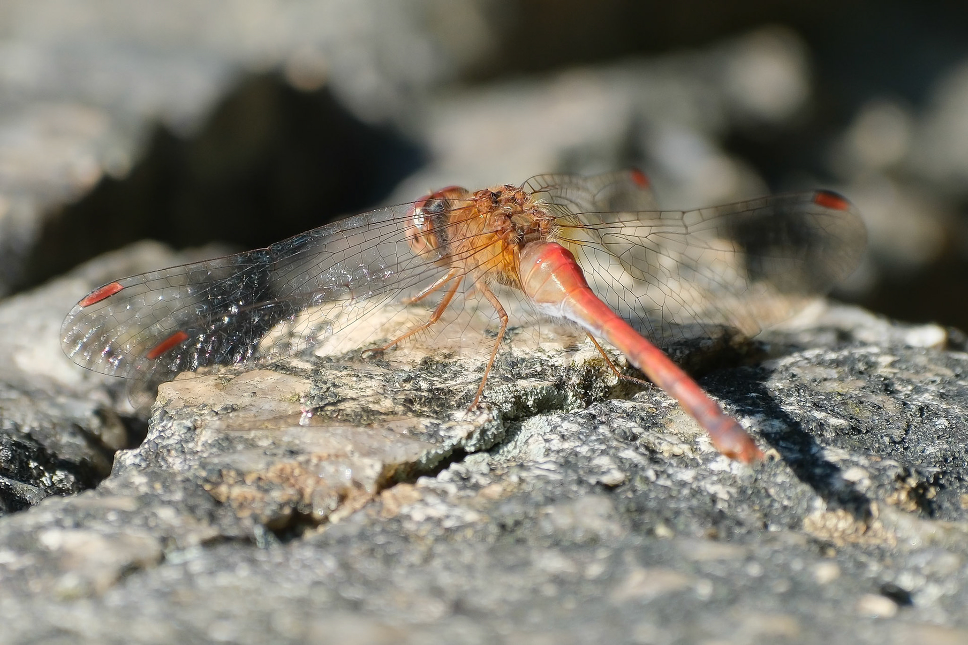 240928-007 Autumn Meadowhawk (Sympetrum vicinum)