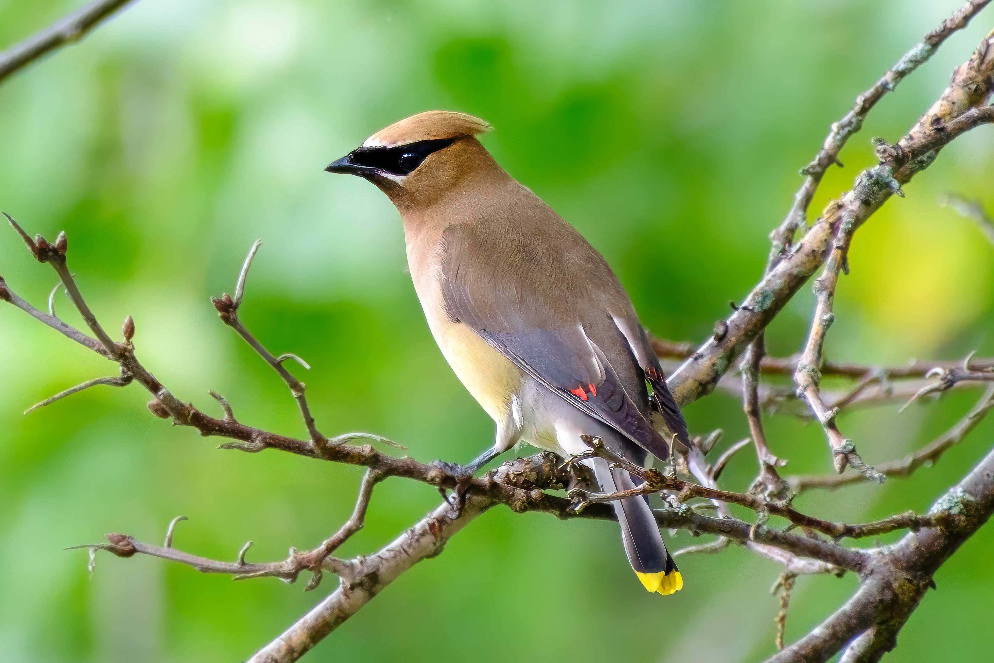 250821-646 Cedar Waxwing (Bombycilla cedrorum)