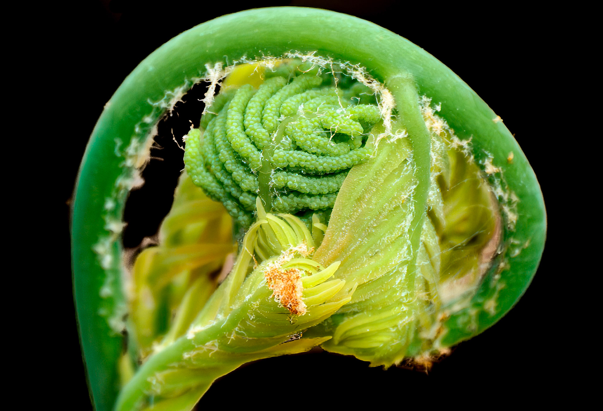 250427-777 Cinnamon Fern (Osmundastrum cinnamomeum)