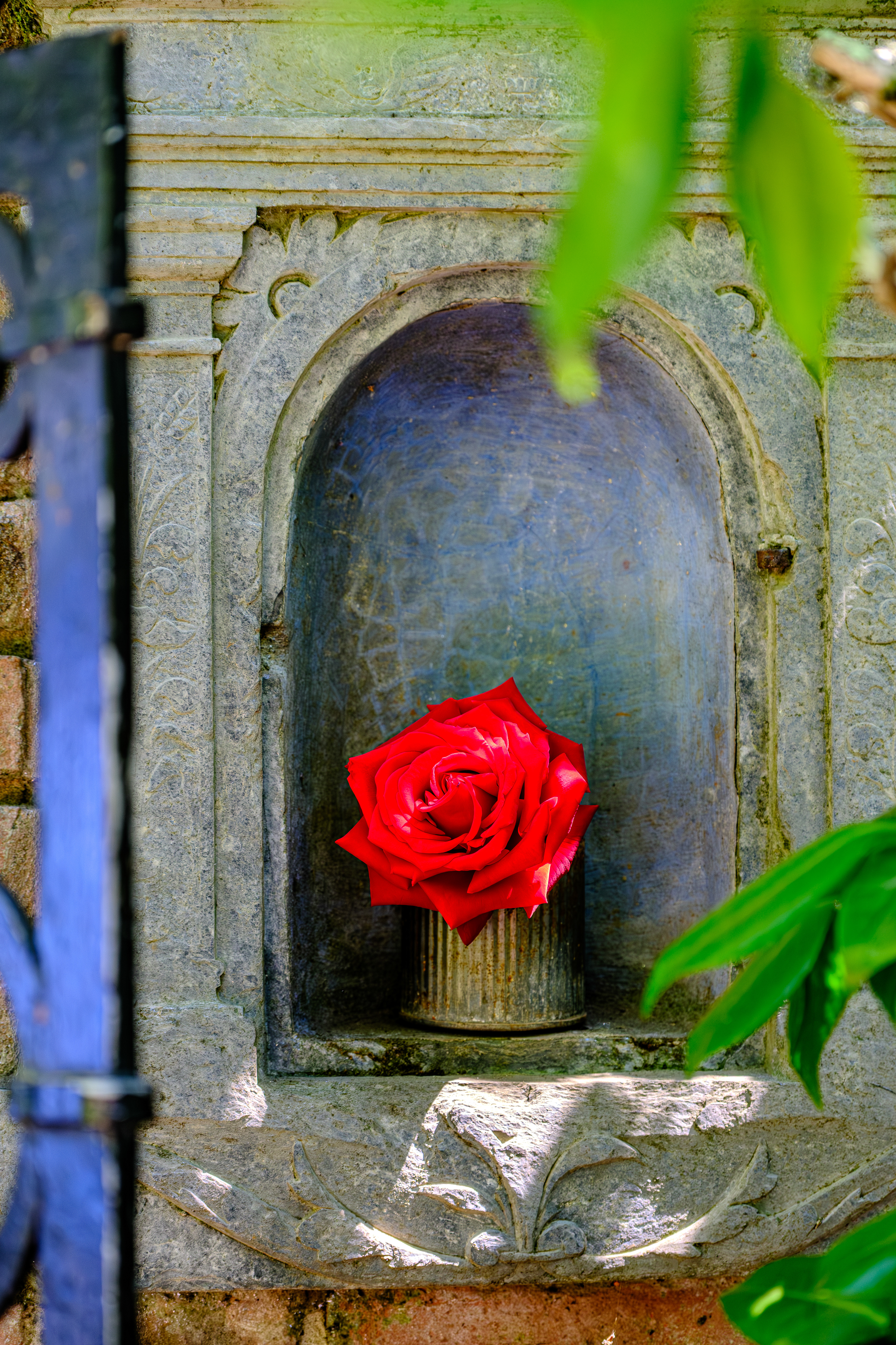 250712-933 Filoli Gardens Rose