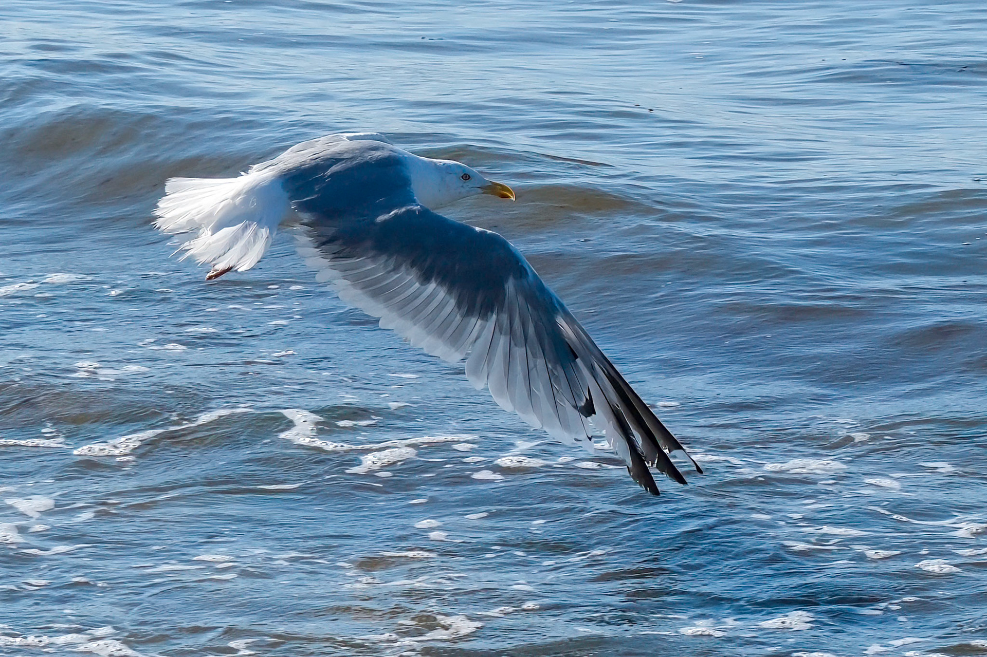 240903-356 Herring Gull (Larus argentatus)