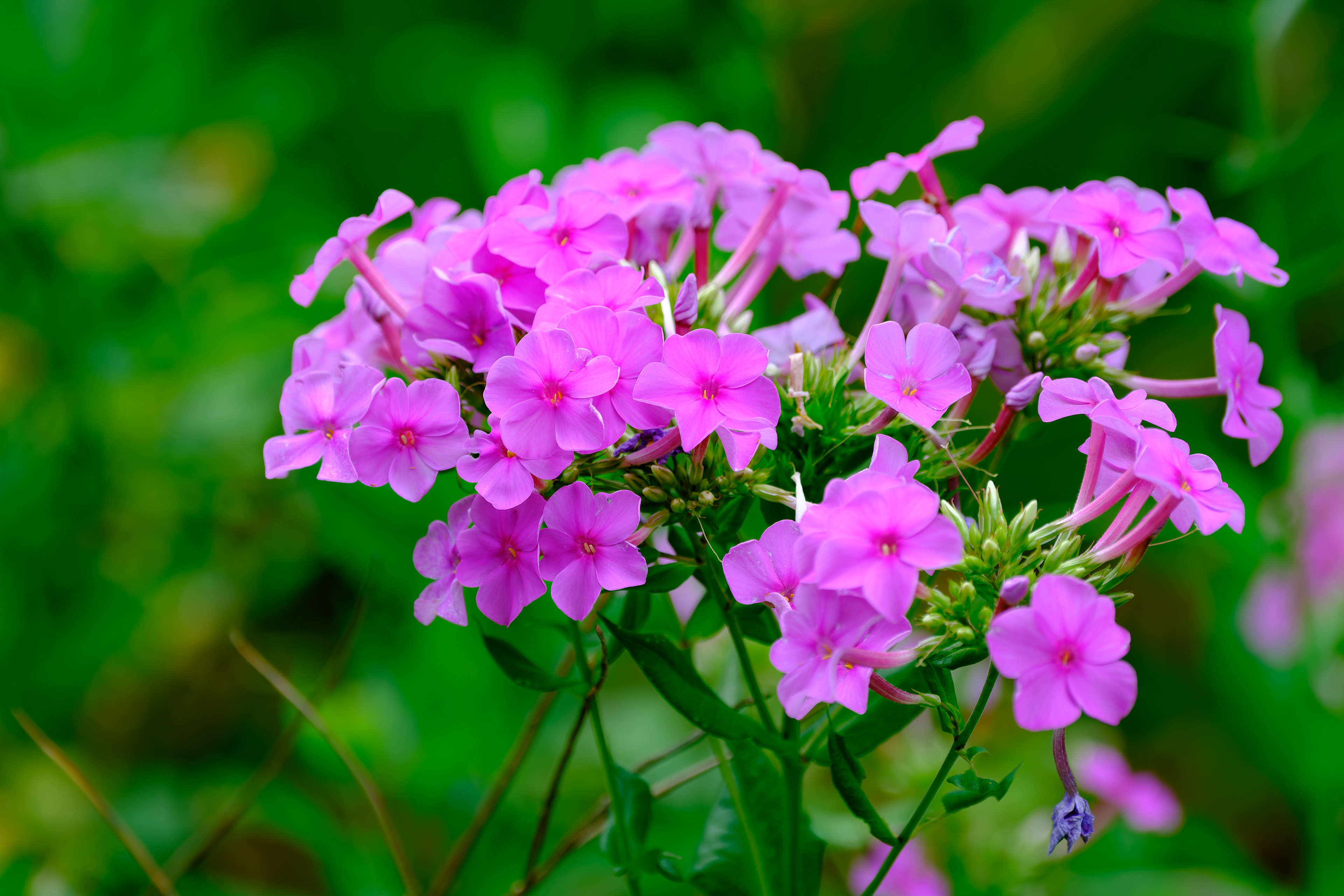 260706-768 Fall Phlox (Phlox paniculata)