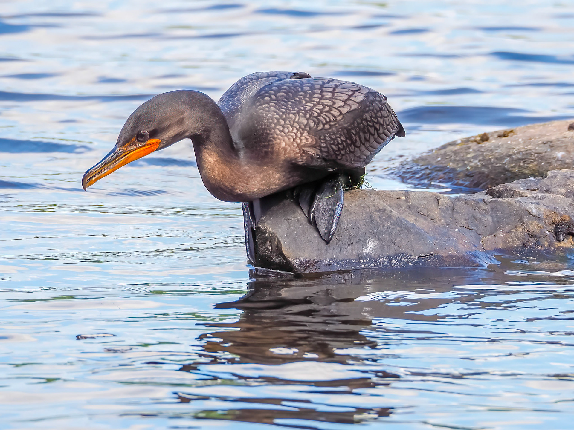 15826040 Preparing for the Plunge