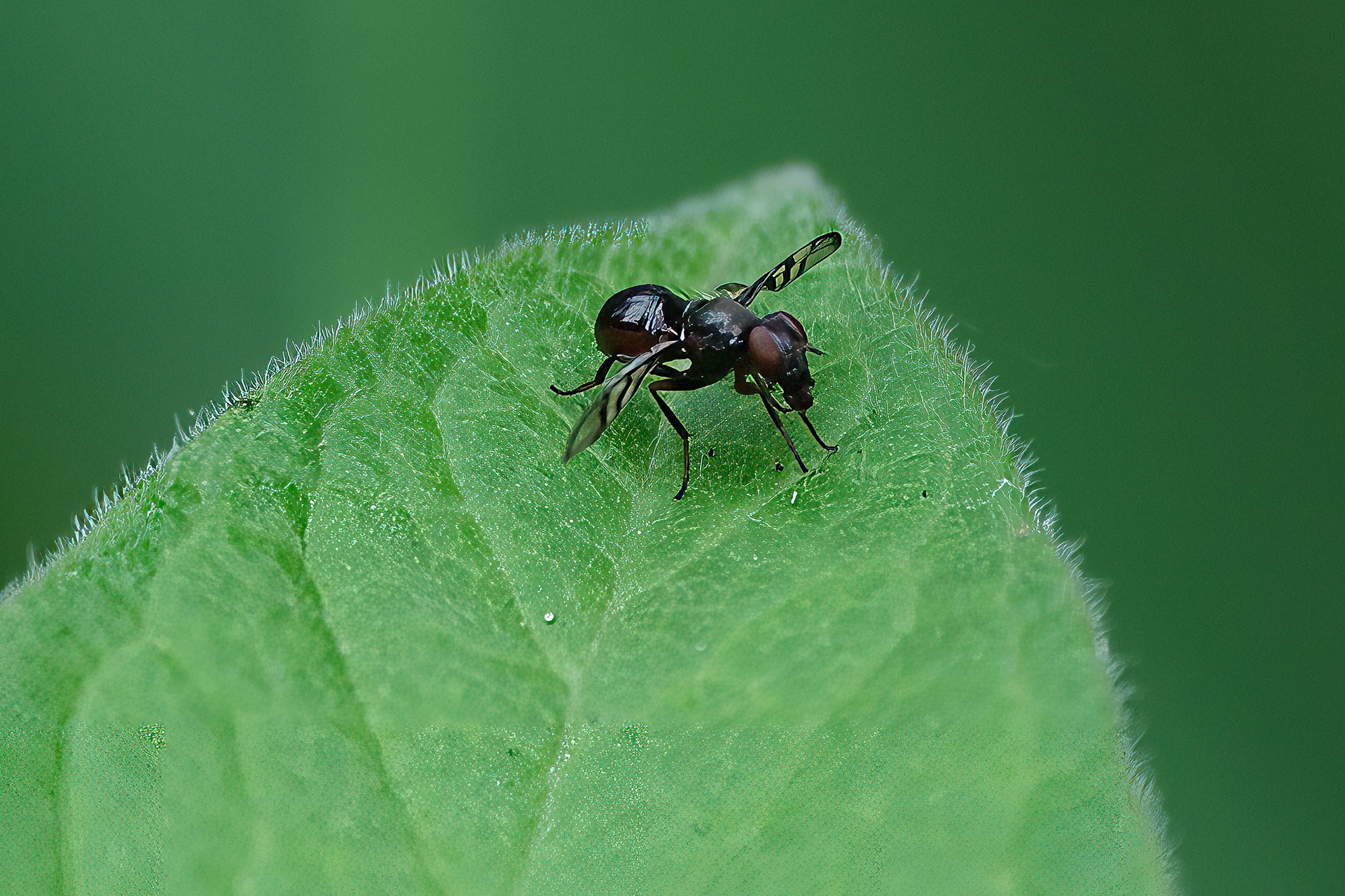 250626-799 Soybean nodule fly (Rivellia quadrifasciata)