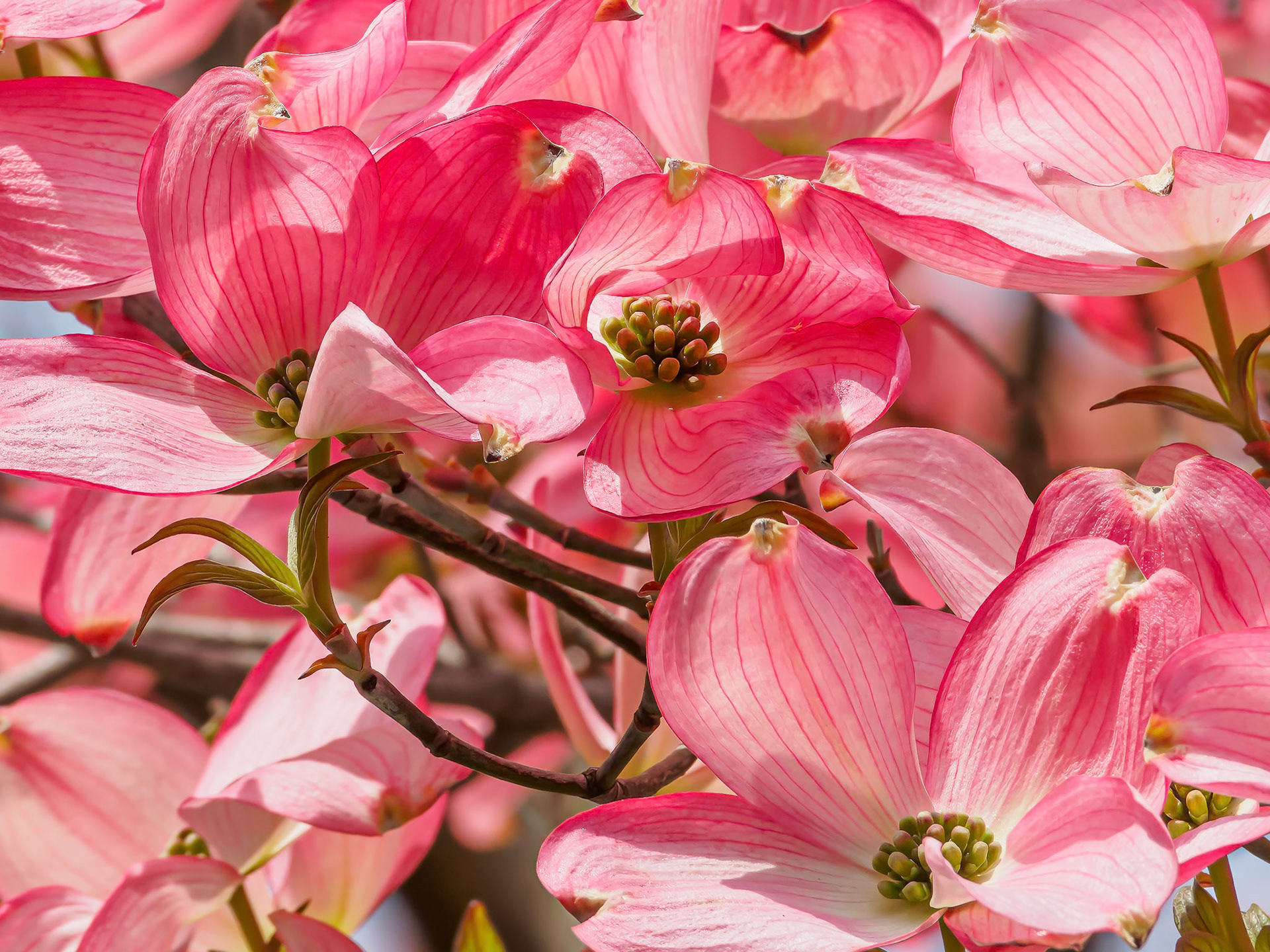 24506-038 Dogwood