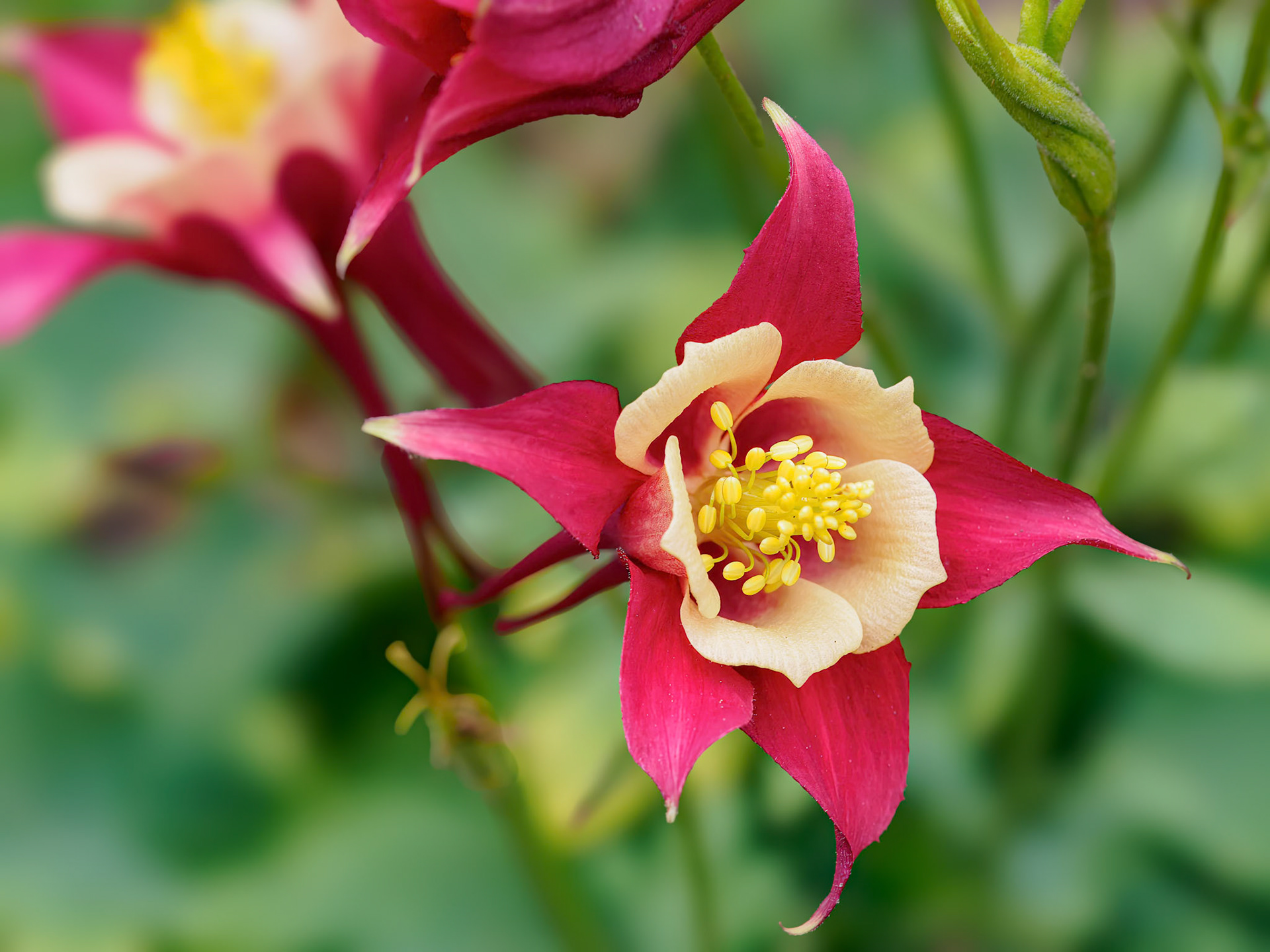 24720-025 Columbine