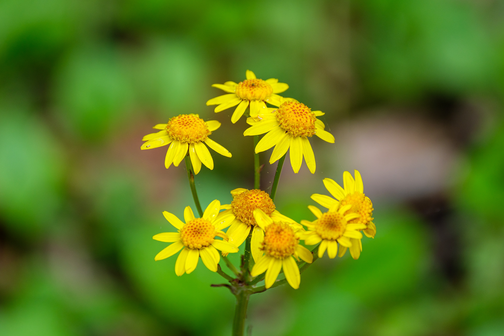 250518-404 American Groundsels and Ragworts (Genus Packera)