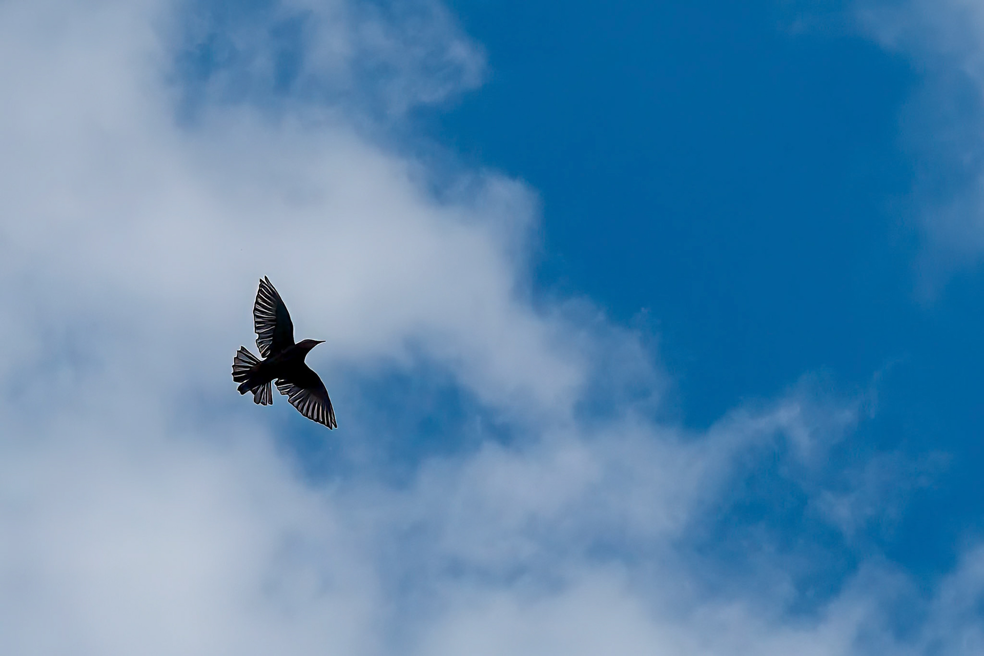 240909-581 European Starling (Sturnus vulgaris)