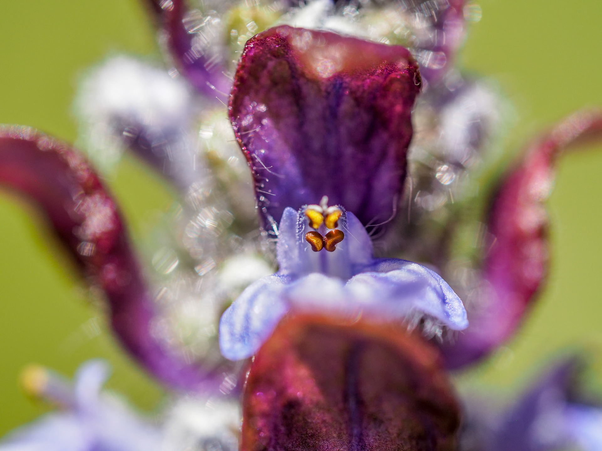 16428097 Thing in the Grass