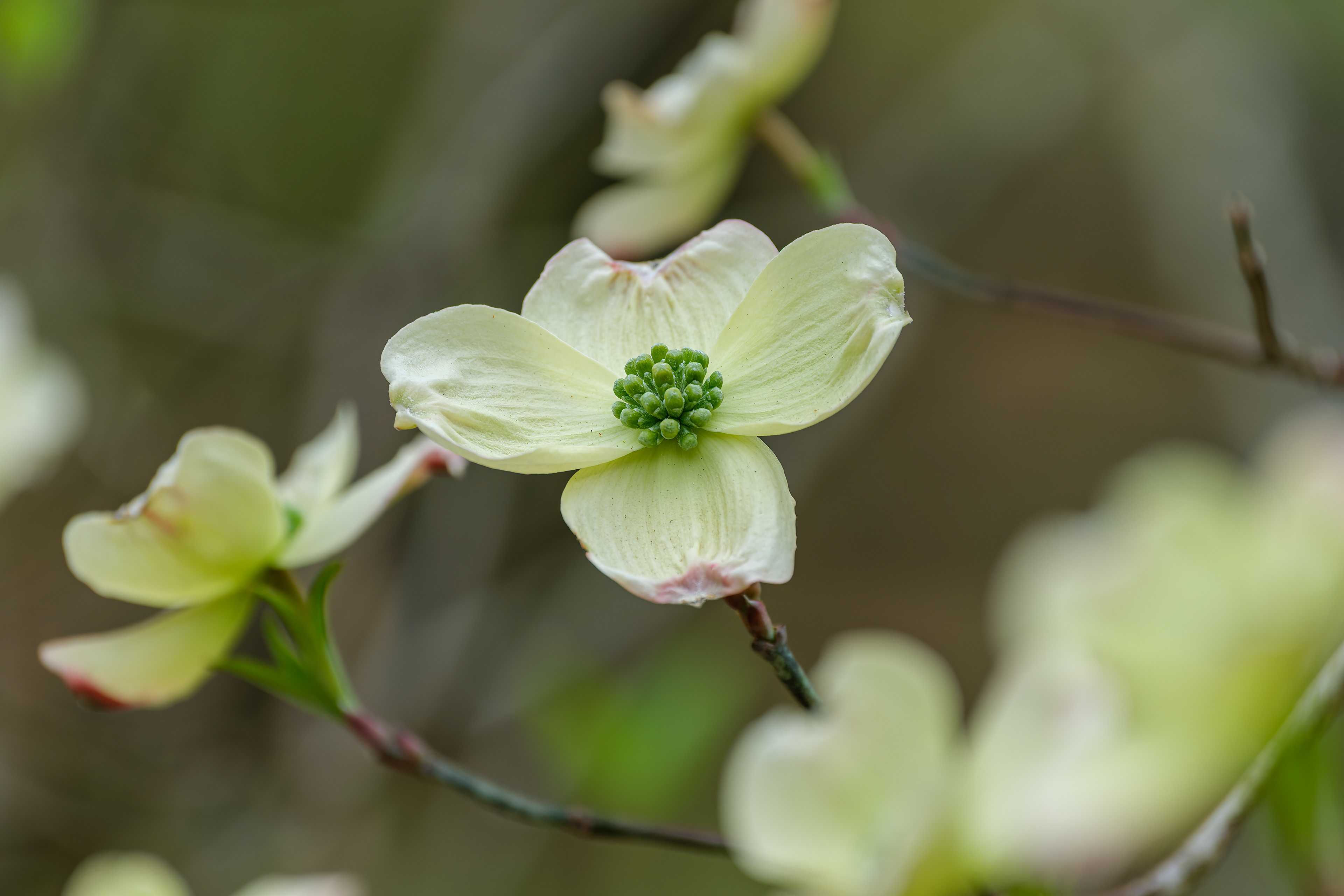 260506-362 Flowering Dogwood (Cornus florida)