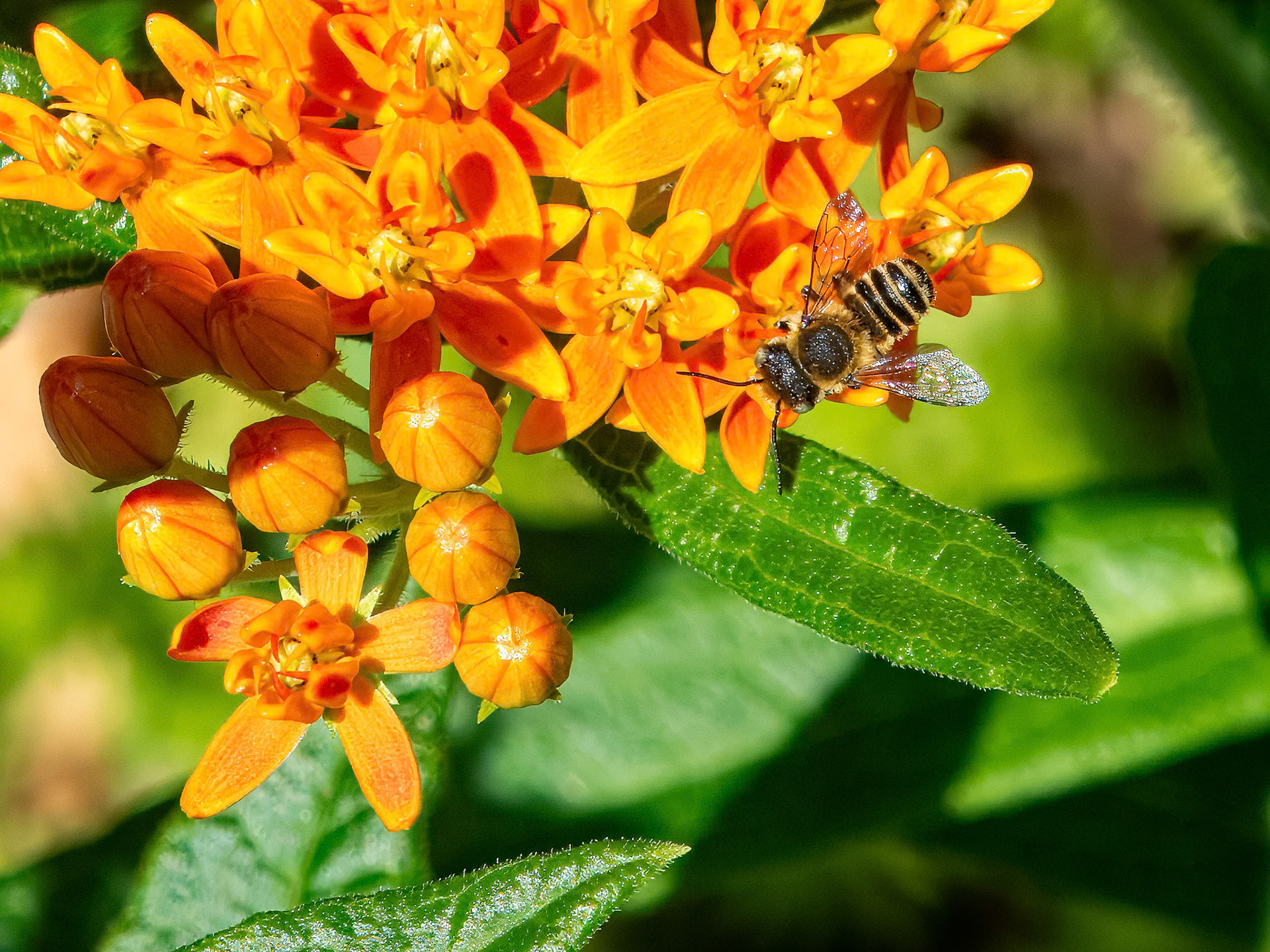Western Leafcutter Bee (Megachile perihirta)? ©dag