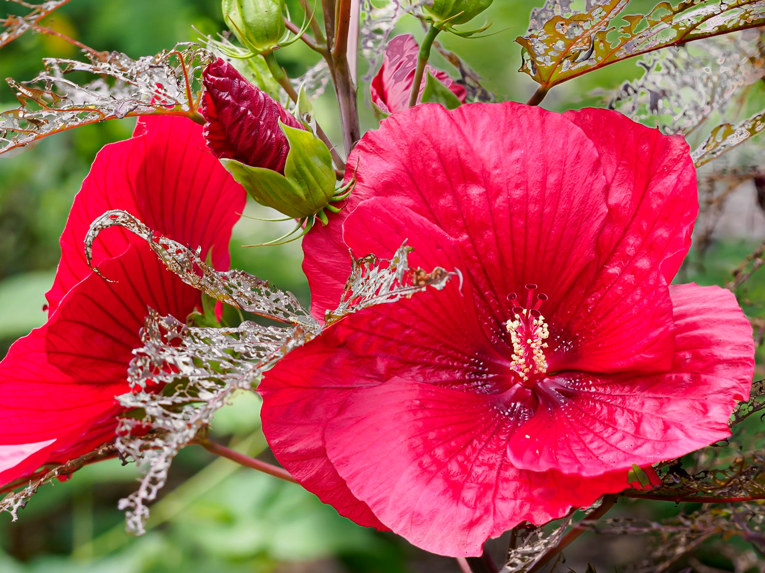 24720-034 Hibiscus