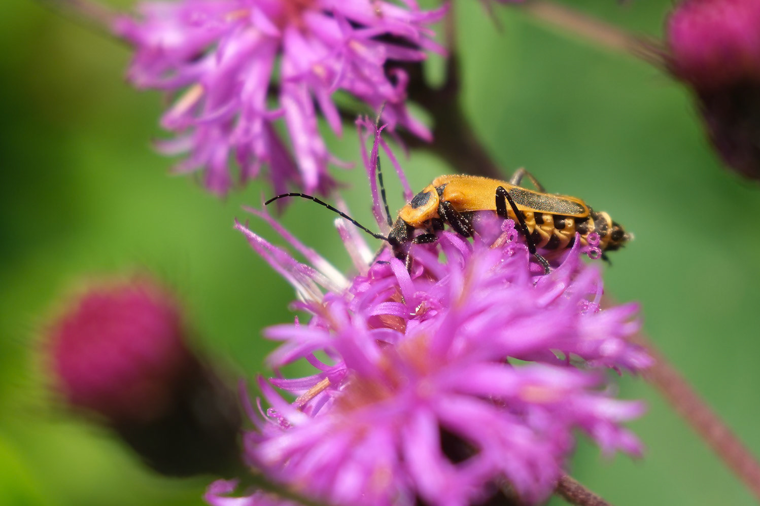 240817-040 Goldenrod Soldier Beetle (Chauliognathus pensylvanicus)