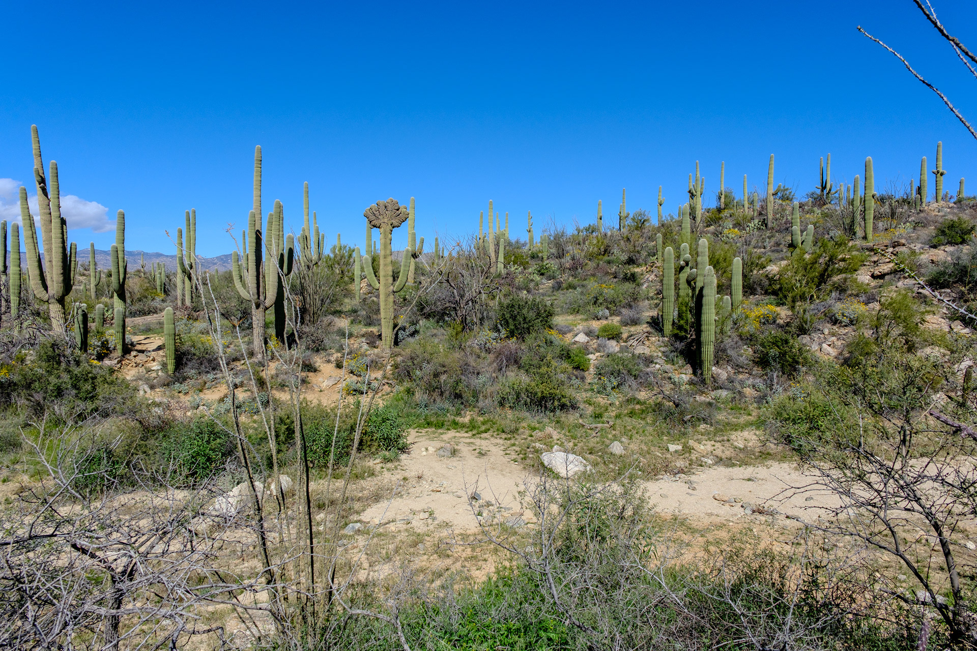 260218-936 Saguaro National Park (East)