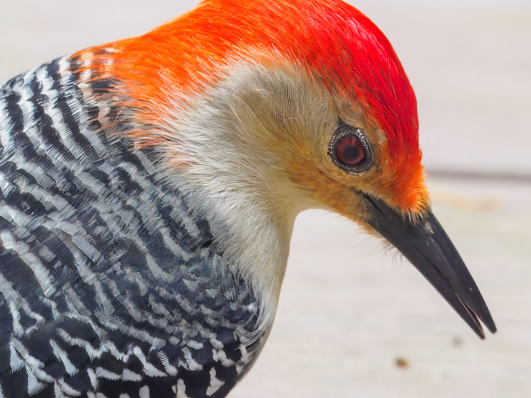 24501-039 Red-bellied Woodpecker