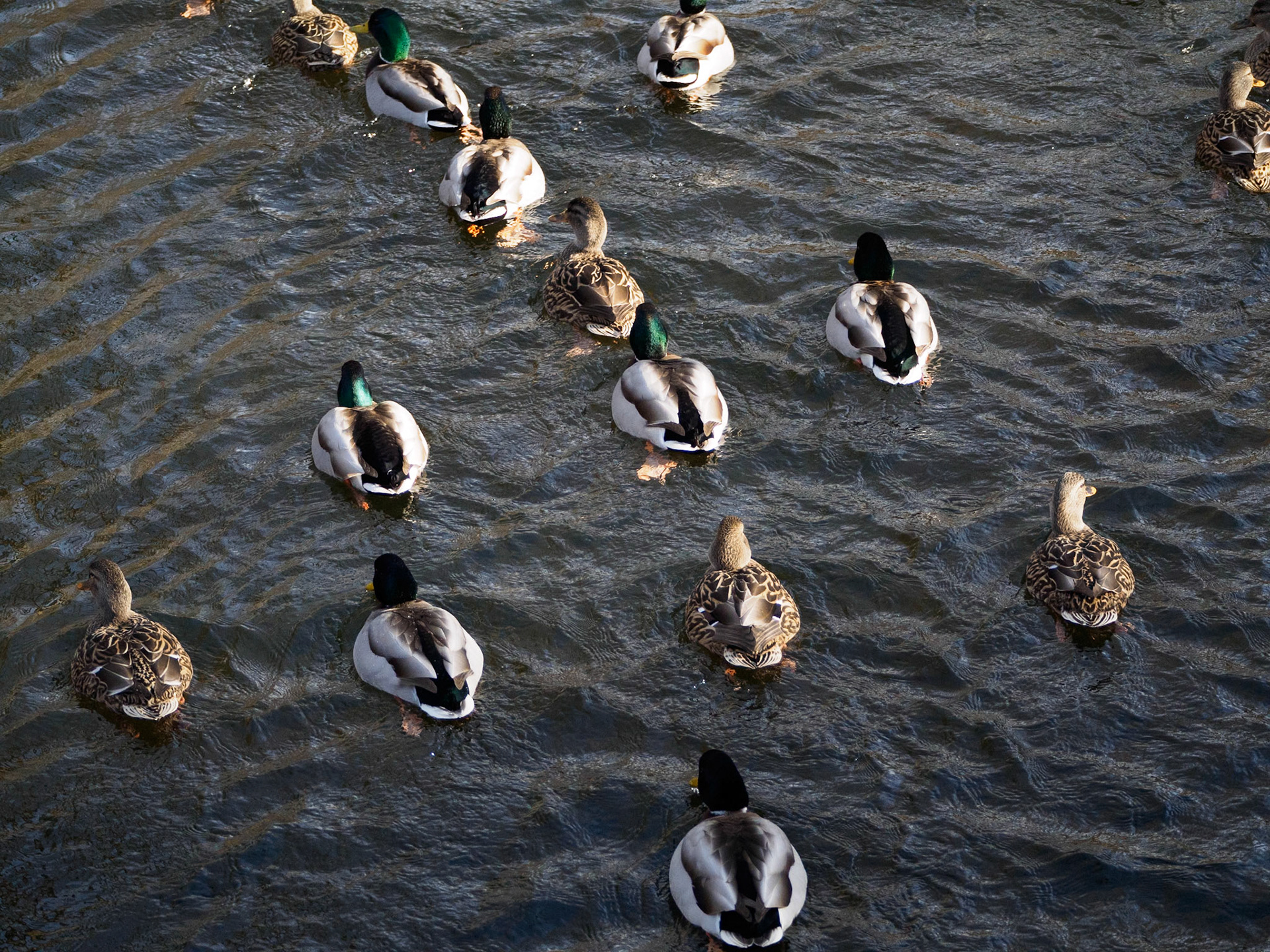 16130023 Ducky Brigade