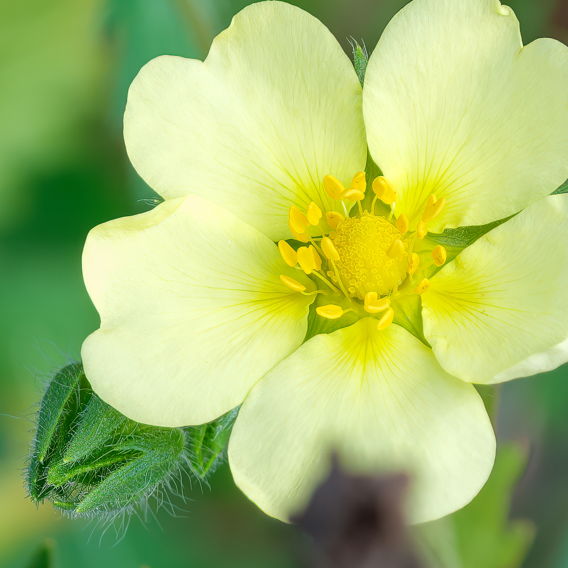 250830-738 Sulphur Cinquefoil (Potentilla recta)
