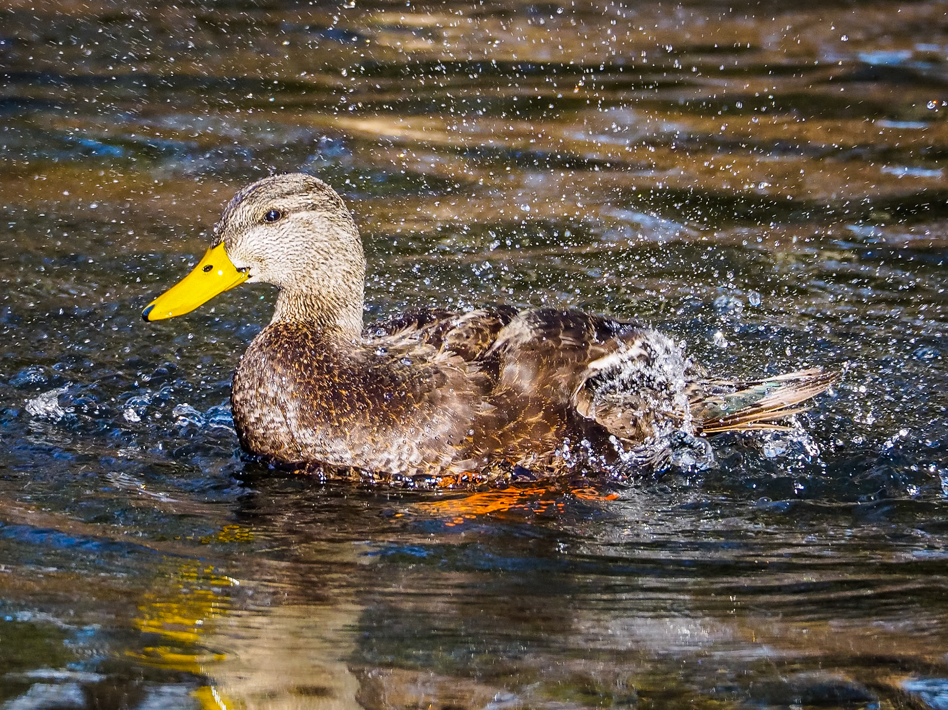 16130213 Ducky Playtime