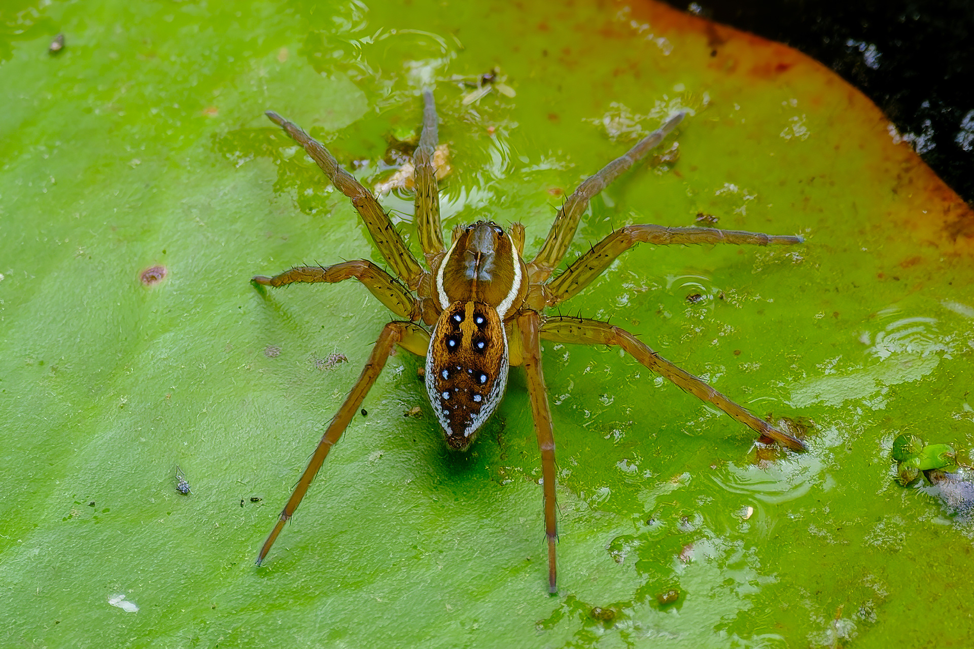 260521-476 Six-spotted Fishing Spider (Dolomedes triton)