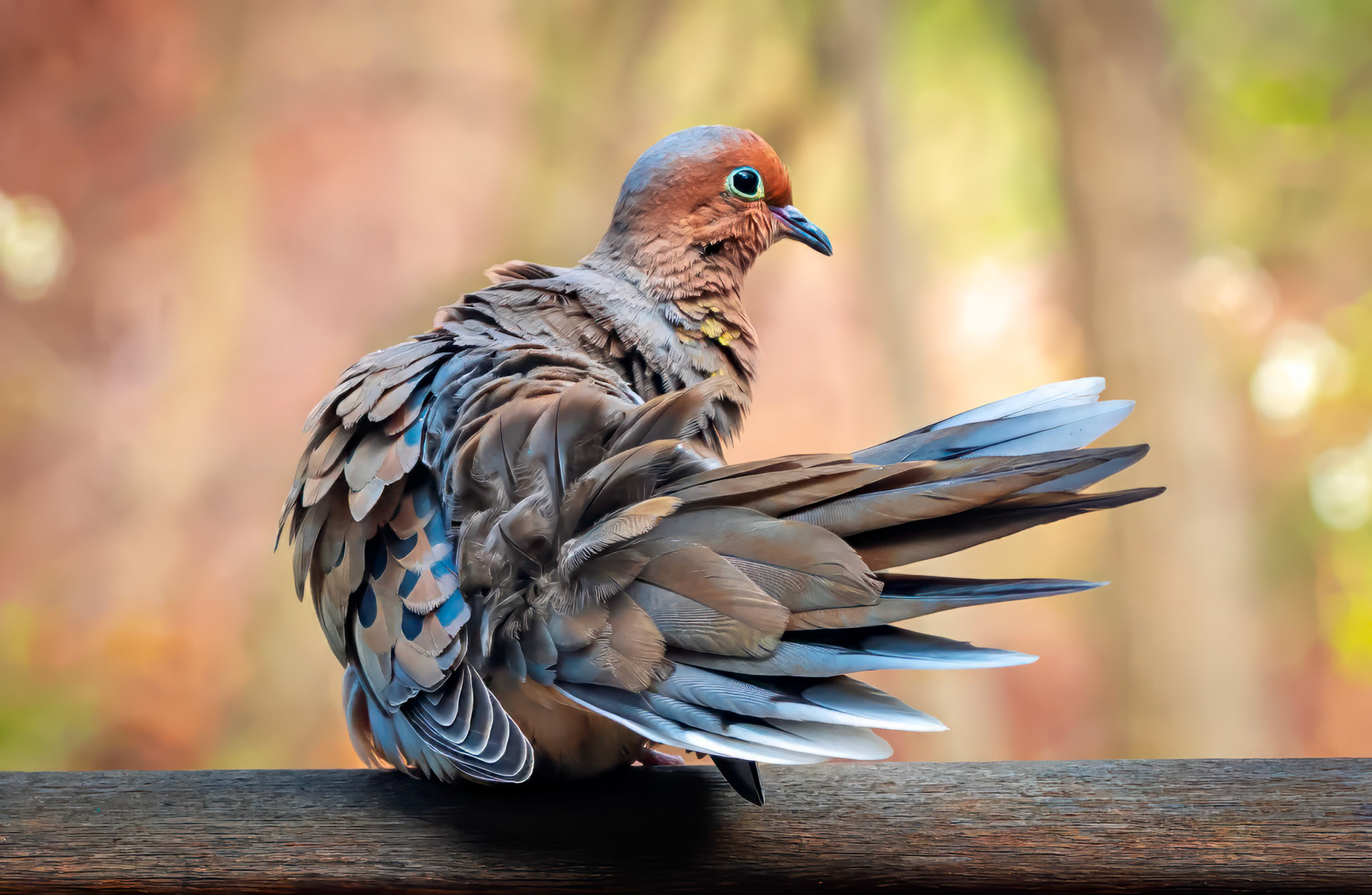 20423046 Preening Prep