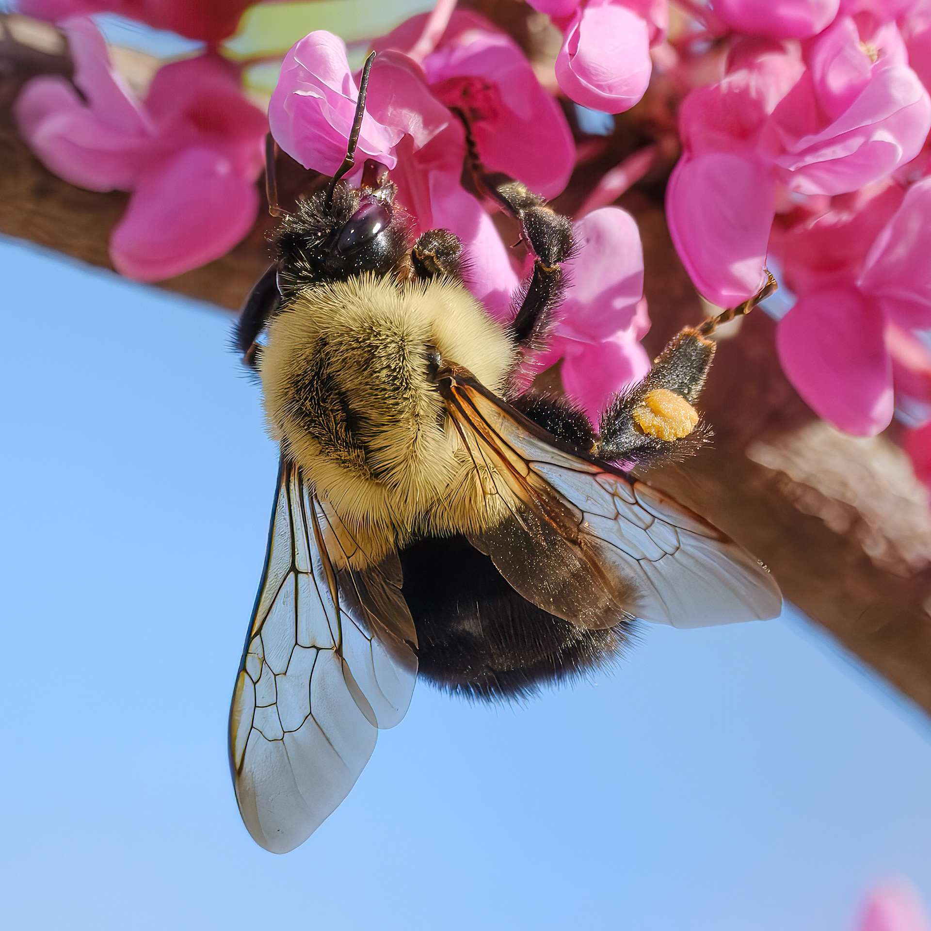 250430-022 Common Eastern Bumble Bee (Bombus impatiens)