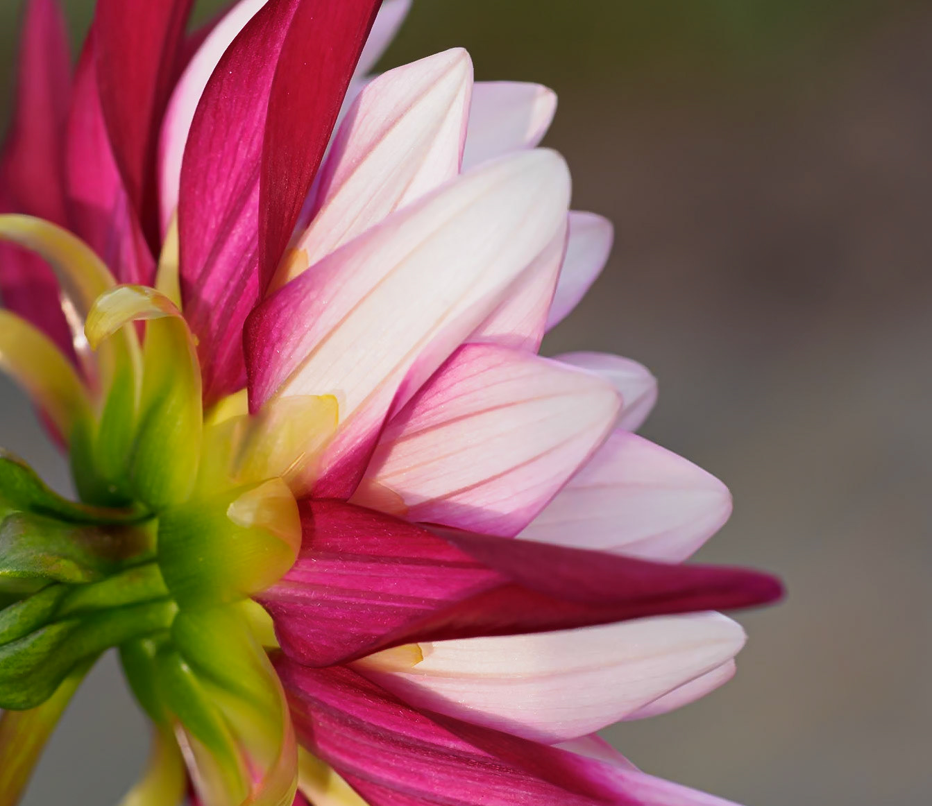 21820184 Dahlia Derriere