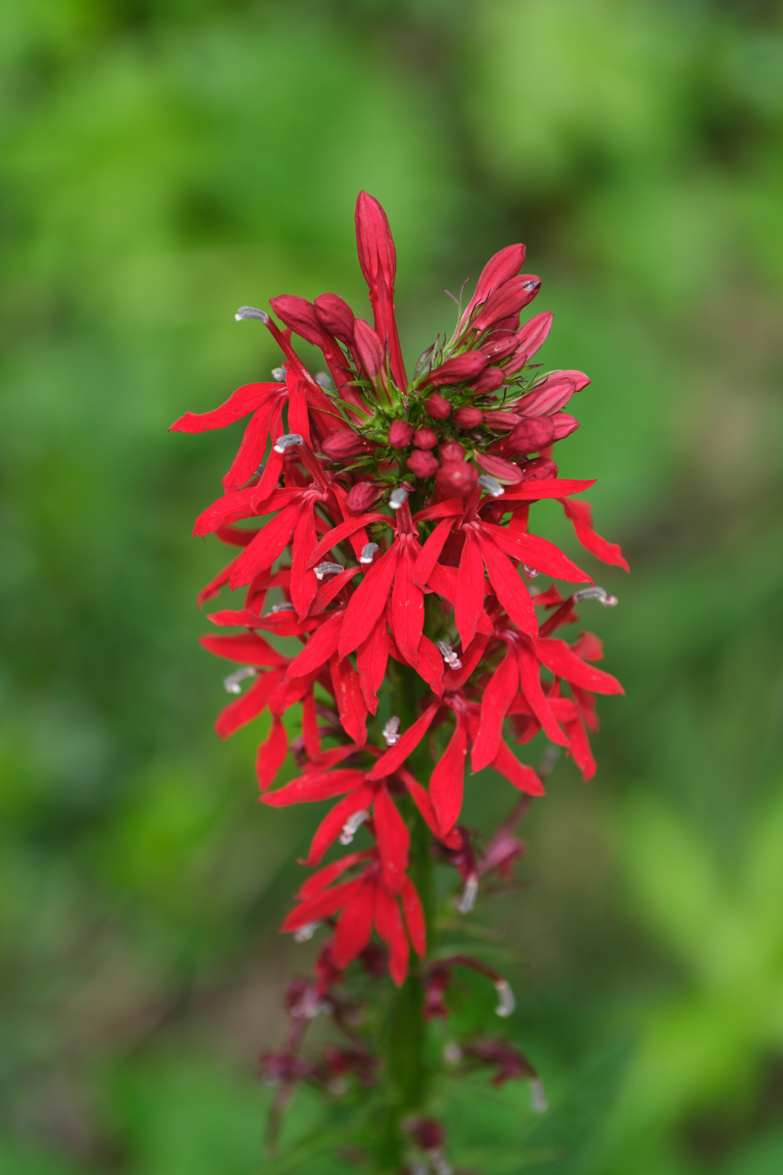 250814-562 Cardinal Flower (Lobelia cardinalis)