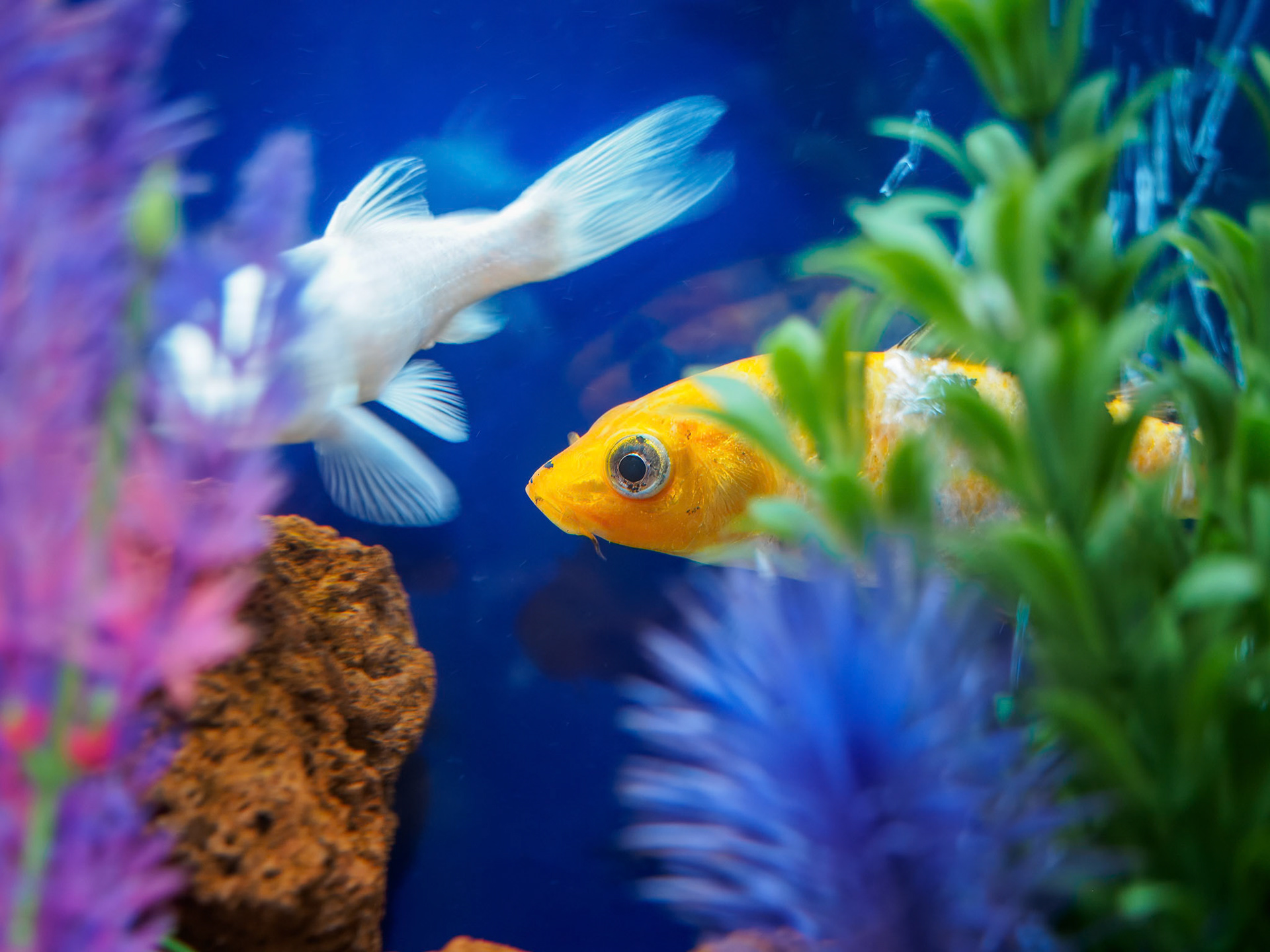 24421-012 Aquarium Fish