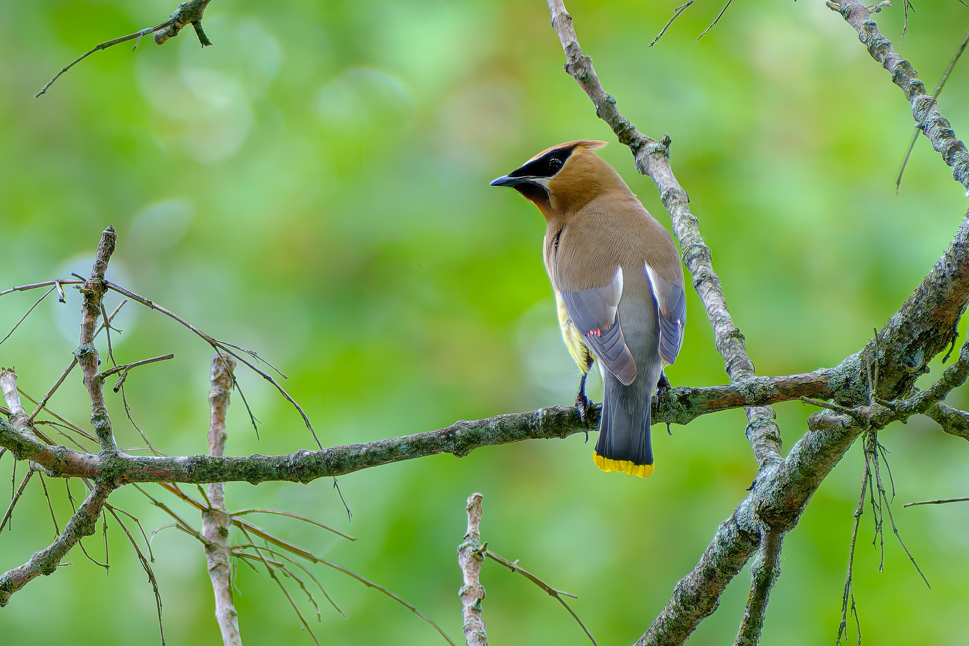 250821-642 Cedar Waxwing (Bombycilla cedrorum)
