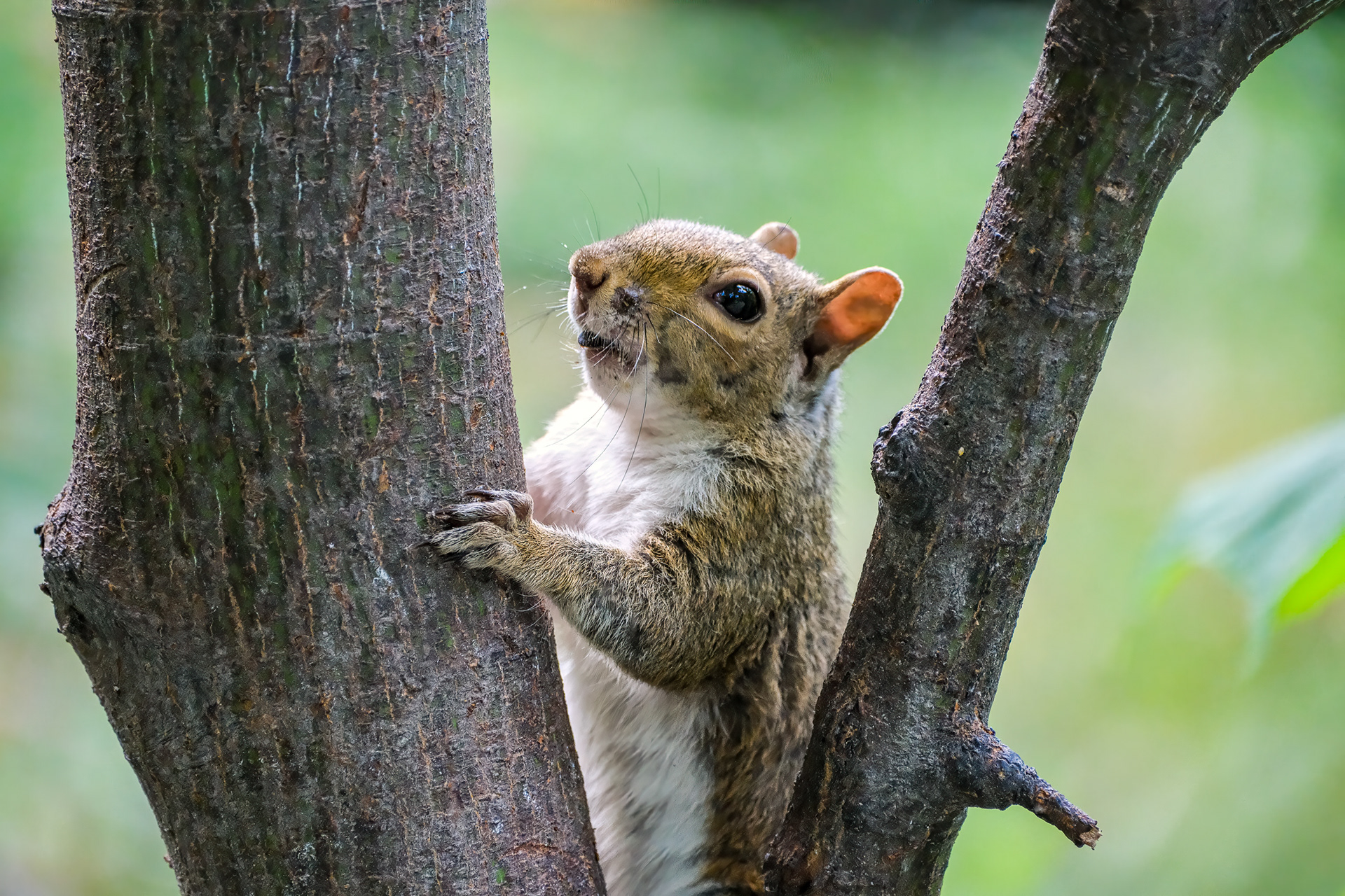 250801-369 Eastern Gray Squirrel(Sciurus carolinensis)