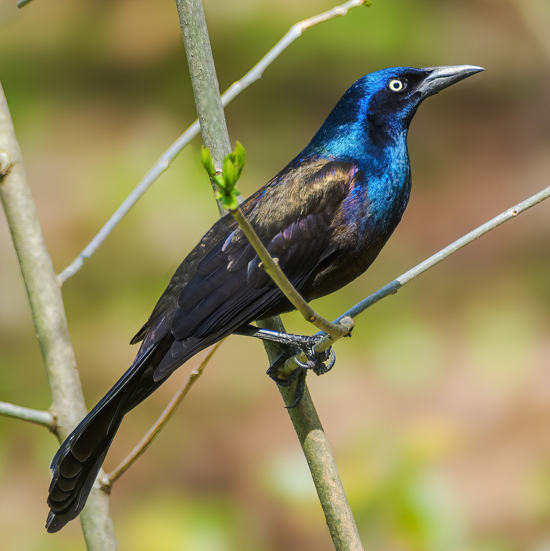 250429-853 Common Grackle (Quiscalus quiscula)