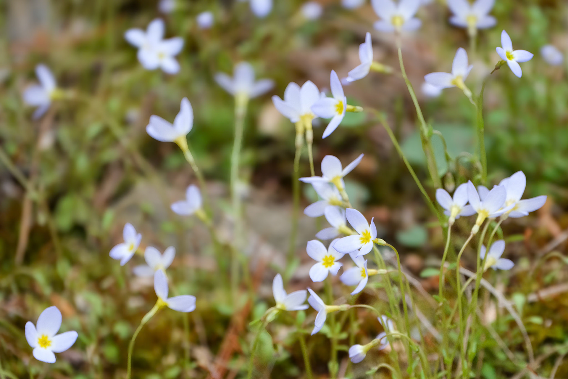 250427-793 Azure Bluet (Houstonia caerulea)
