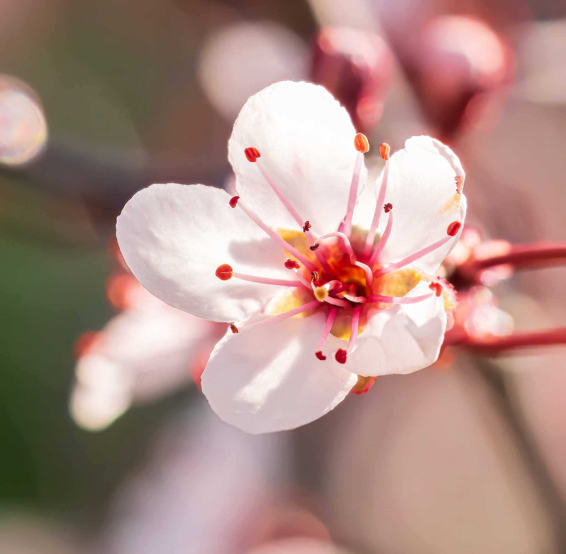 20503054 Within the Petals