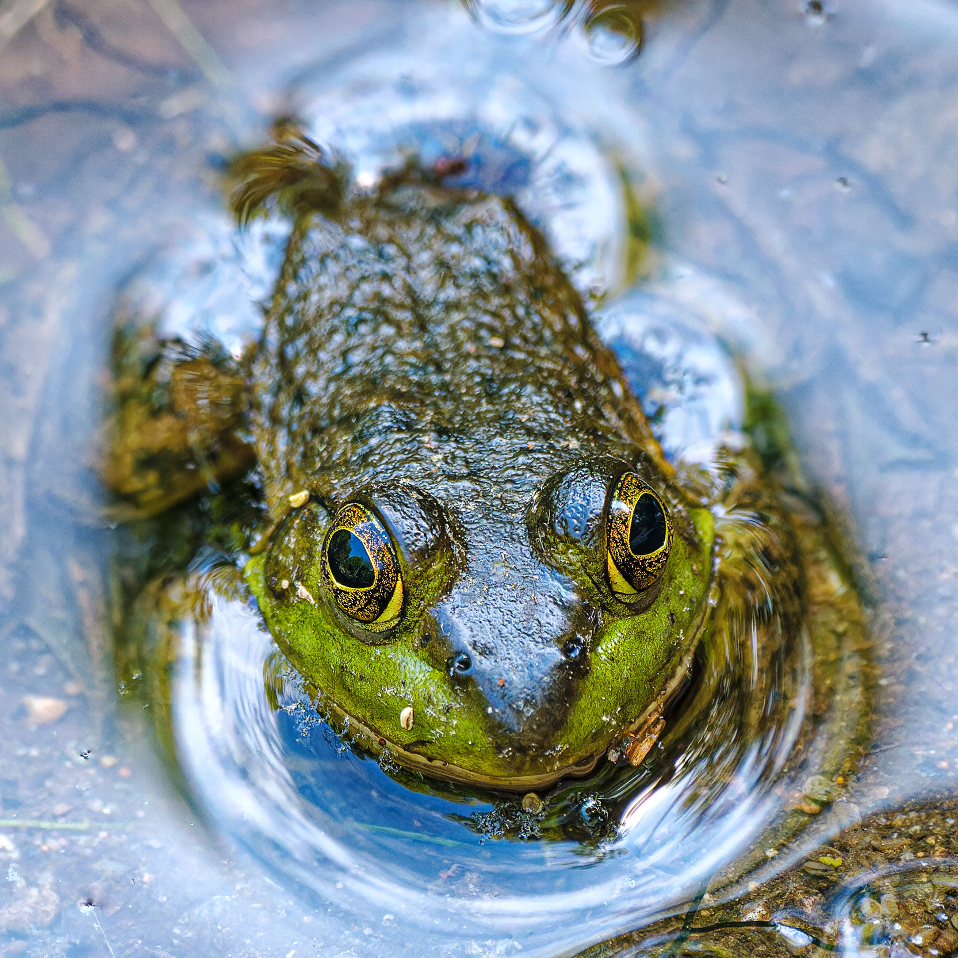 250513-307 American Bullfrog (Lithobates catesbeianus)