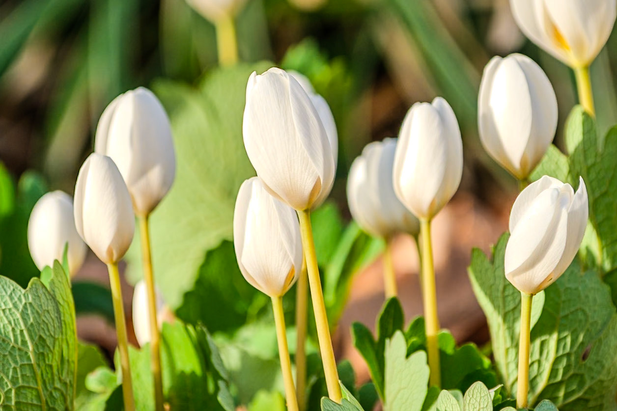250420-295 Bloodroot (Sanguinaria canadensis)