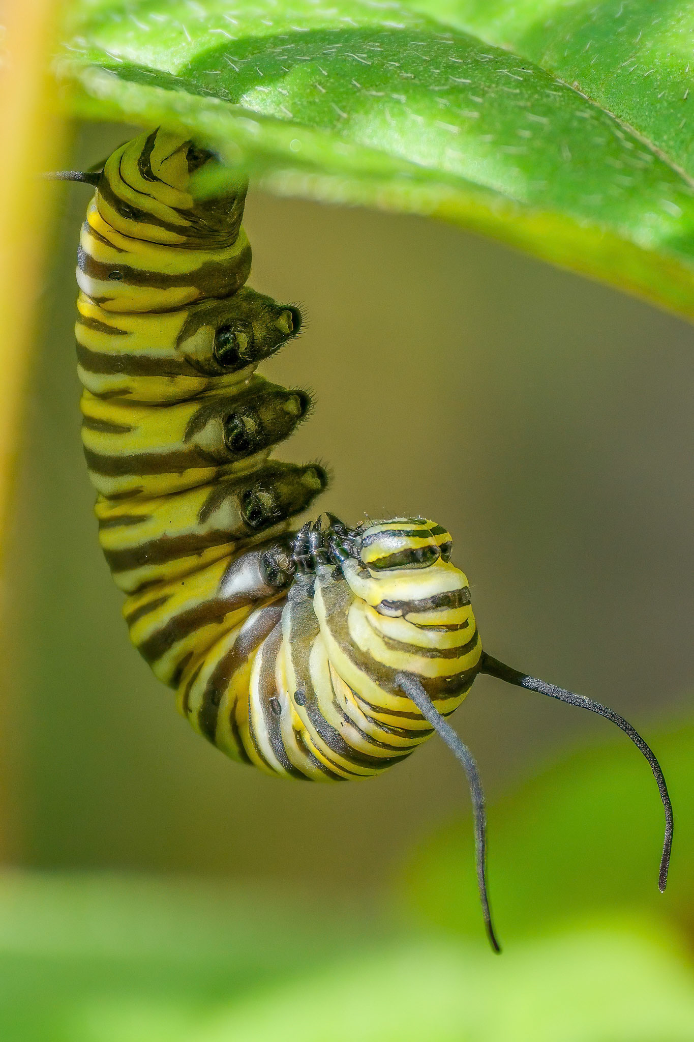 240928-978 Monarch Caterpillar J-shape Prior to Chrysalis