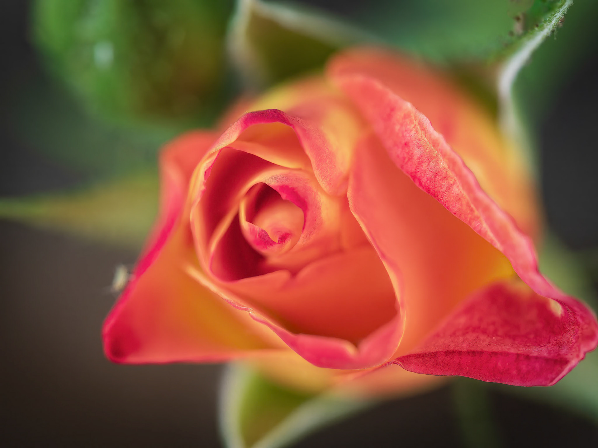 15611300 Two-Color Rose