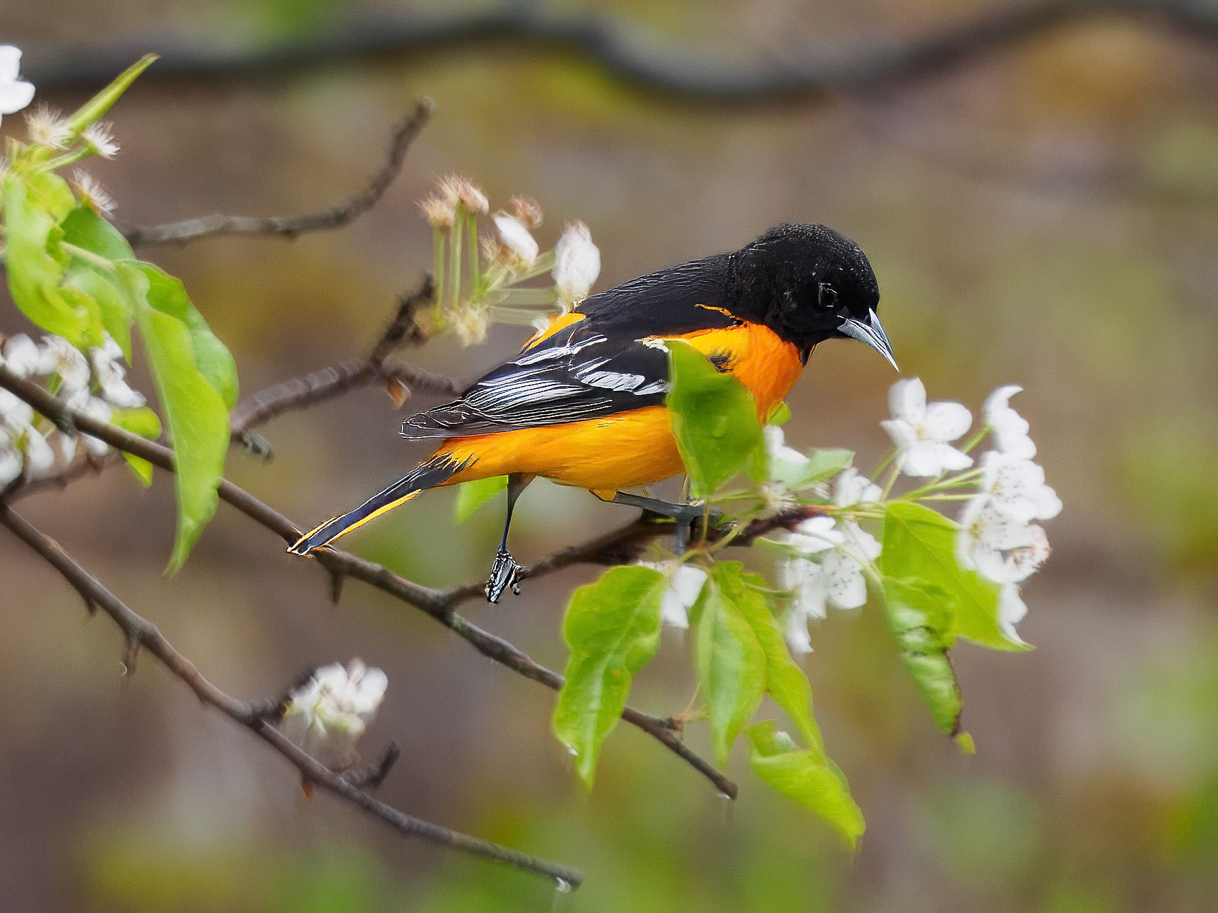 24501-020 Baltimore Oriole