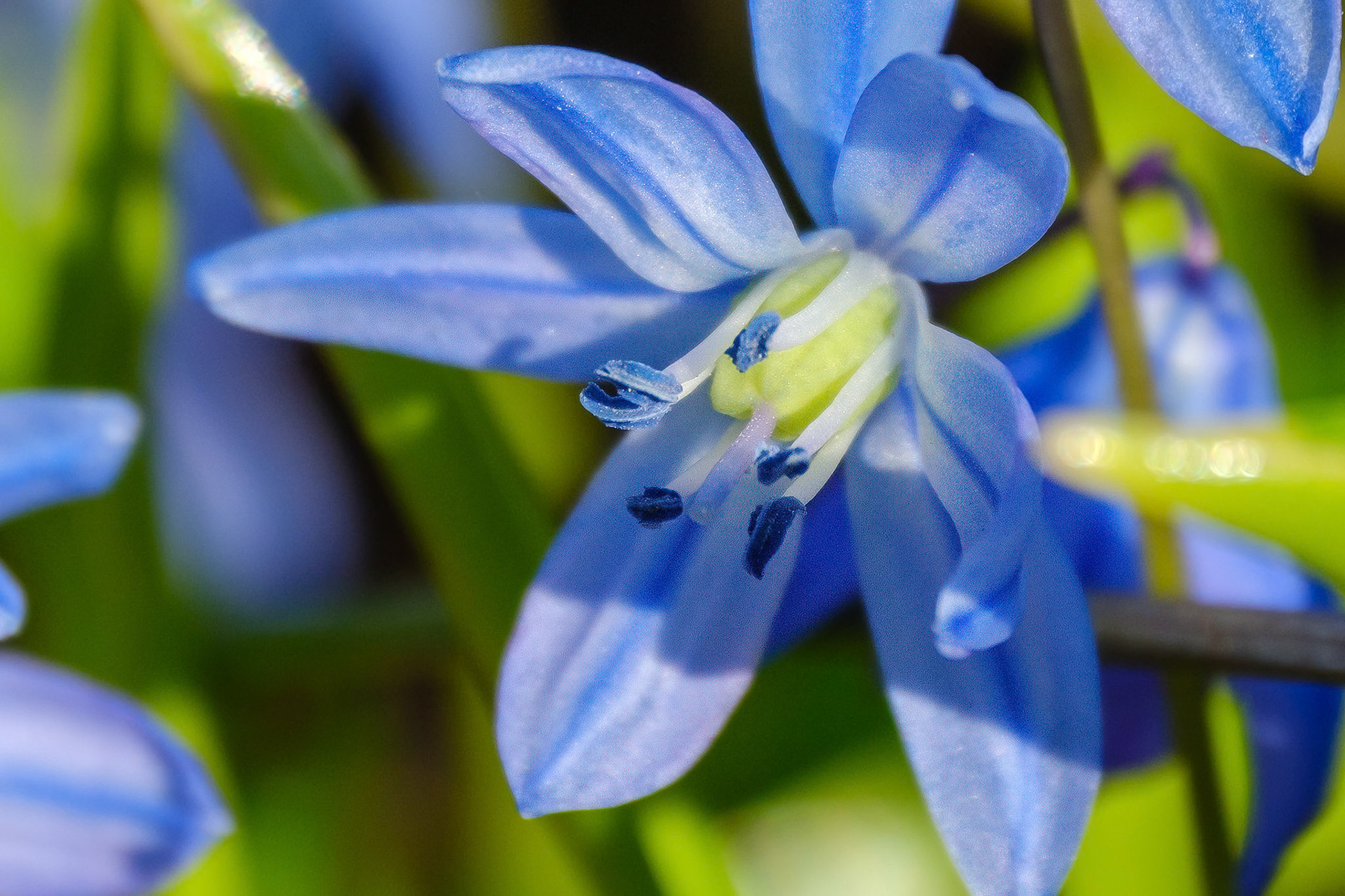 250420-343 Siberian Squill (Scilla siberica)
