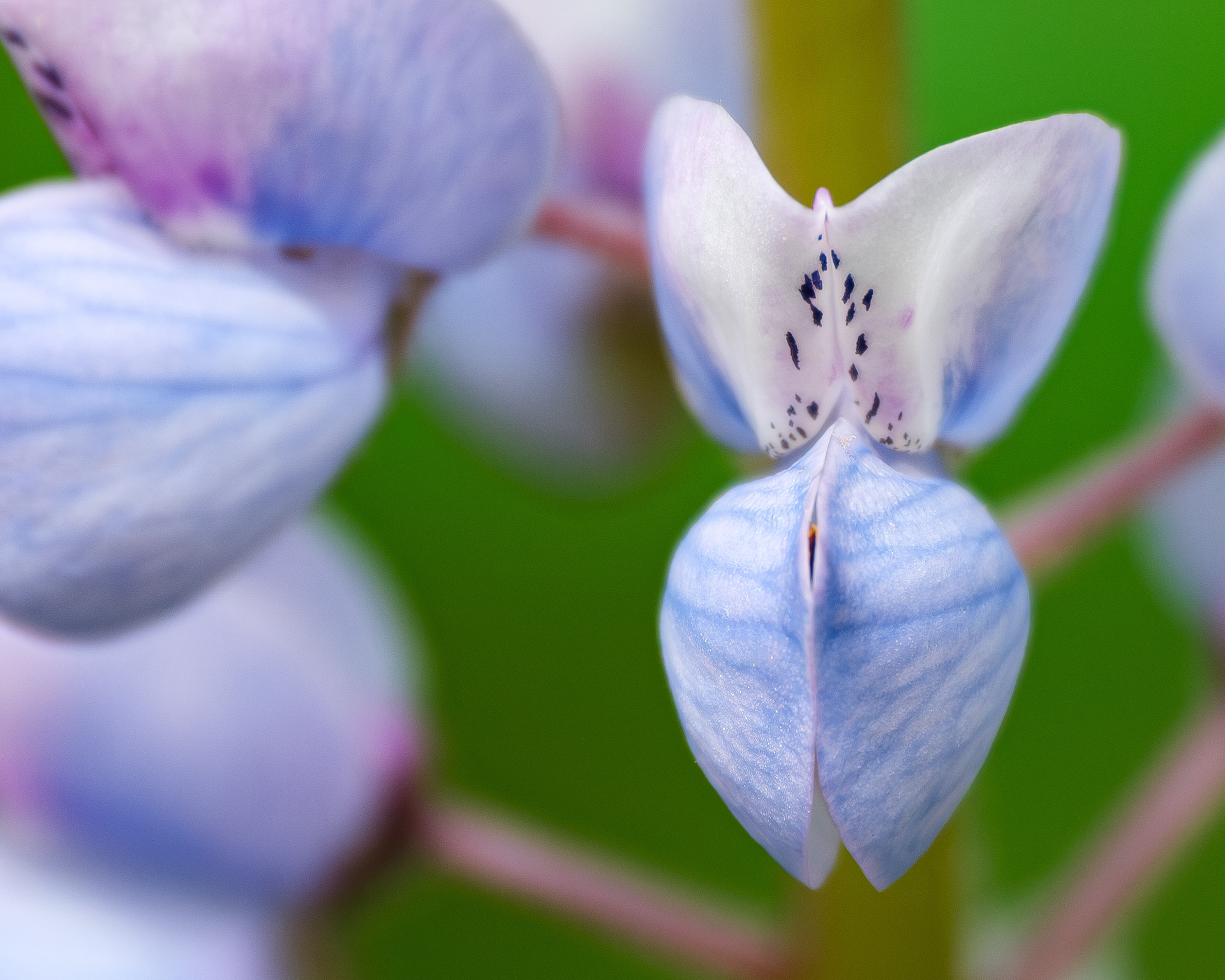 250518-414 Sundial Lupine (Lupinus perennis)