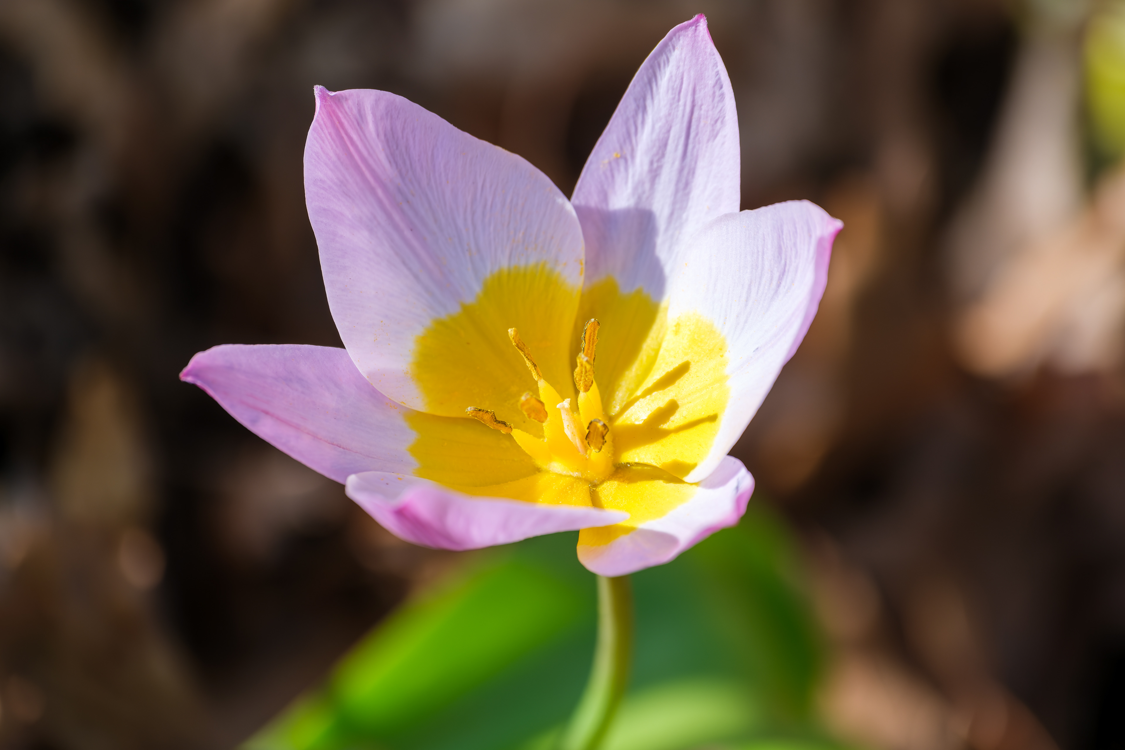 260504-284 Cretan Tulip (Tulipa saxatilis)