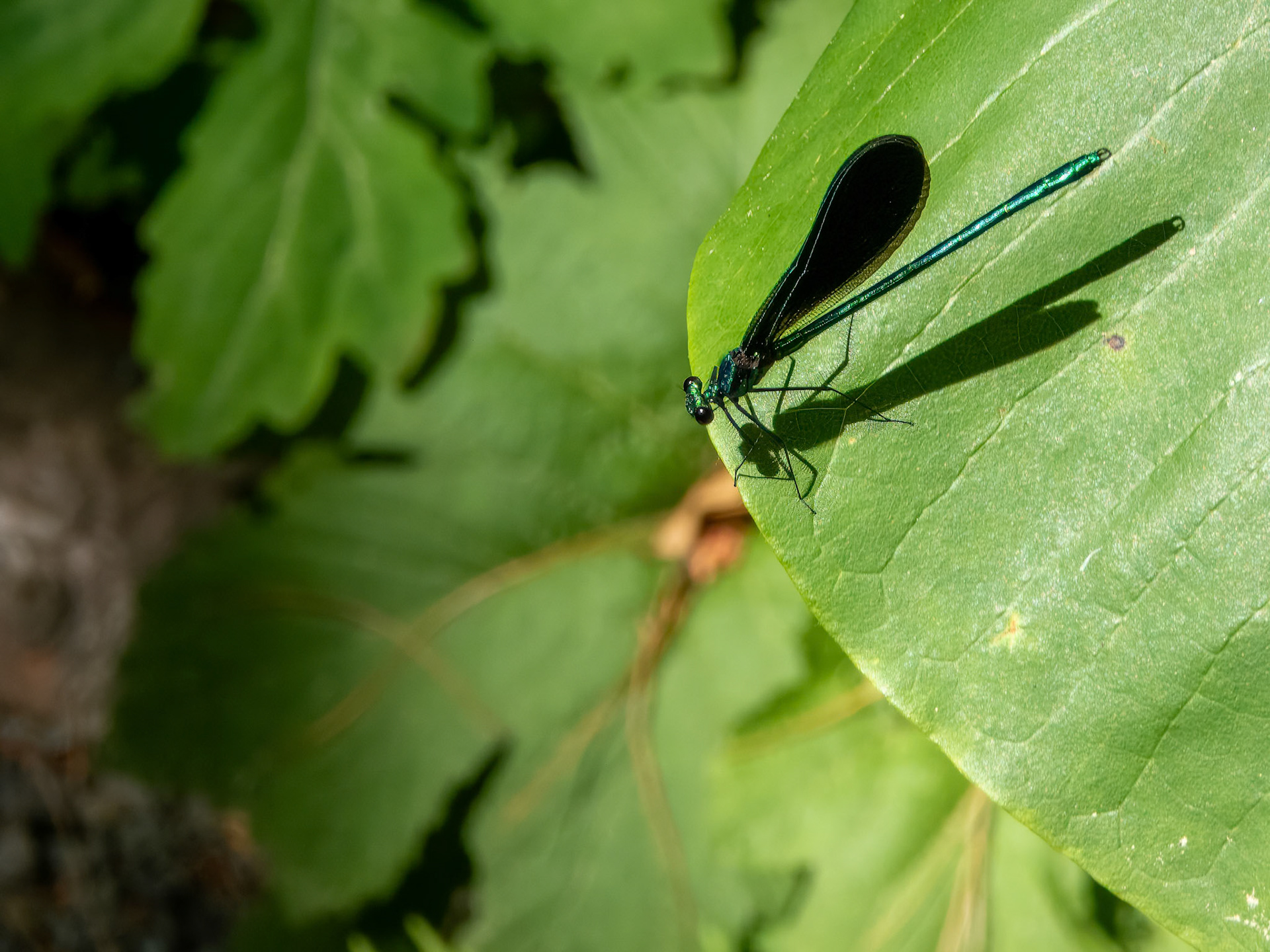 This One Landed on Me Too! ©dag