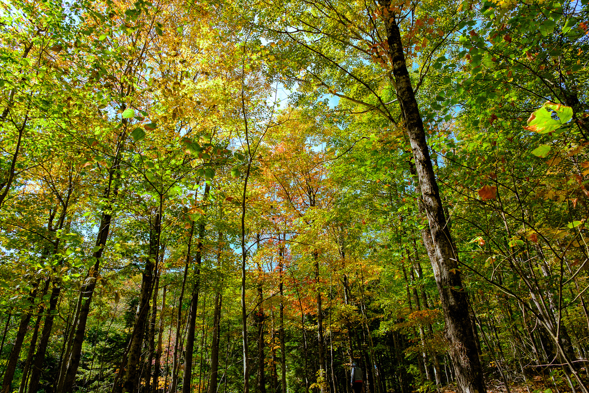 250911-816 Bemis Brook Trail